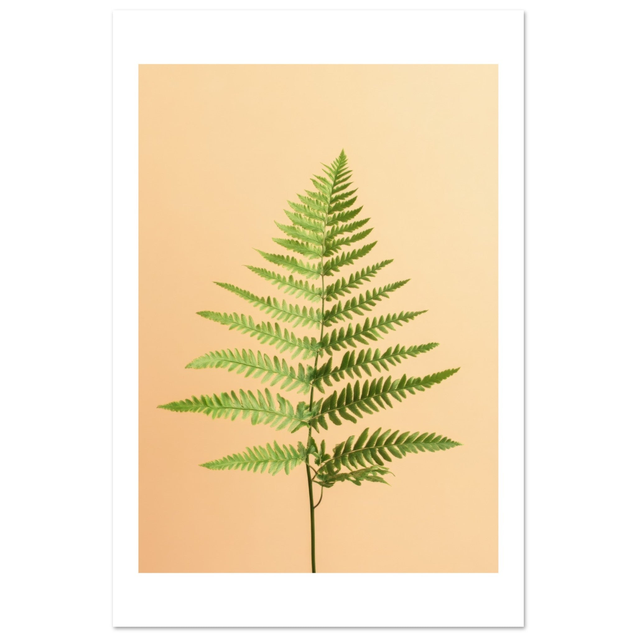 Boston Fern Nephrolepis exaltata 2