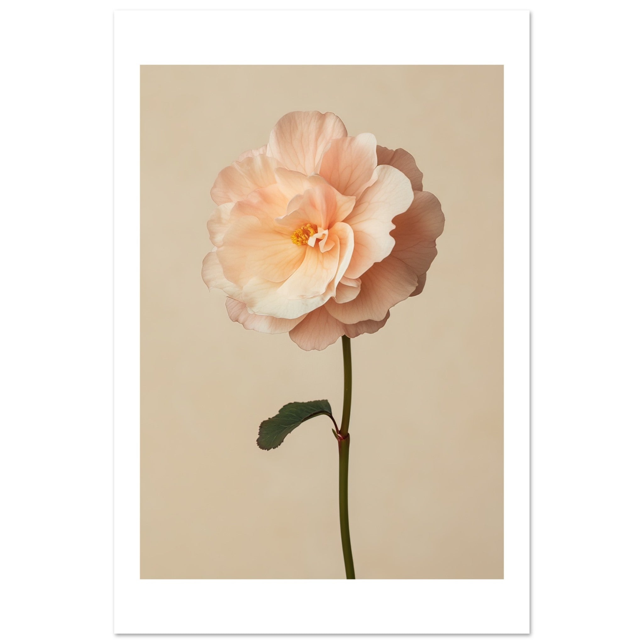 Begonia Begonia flower 1