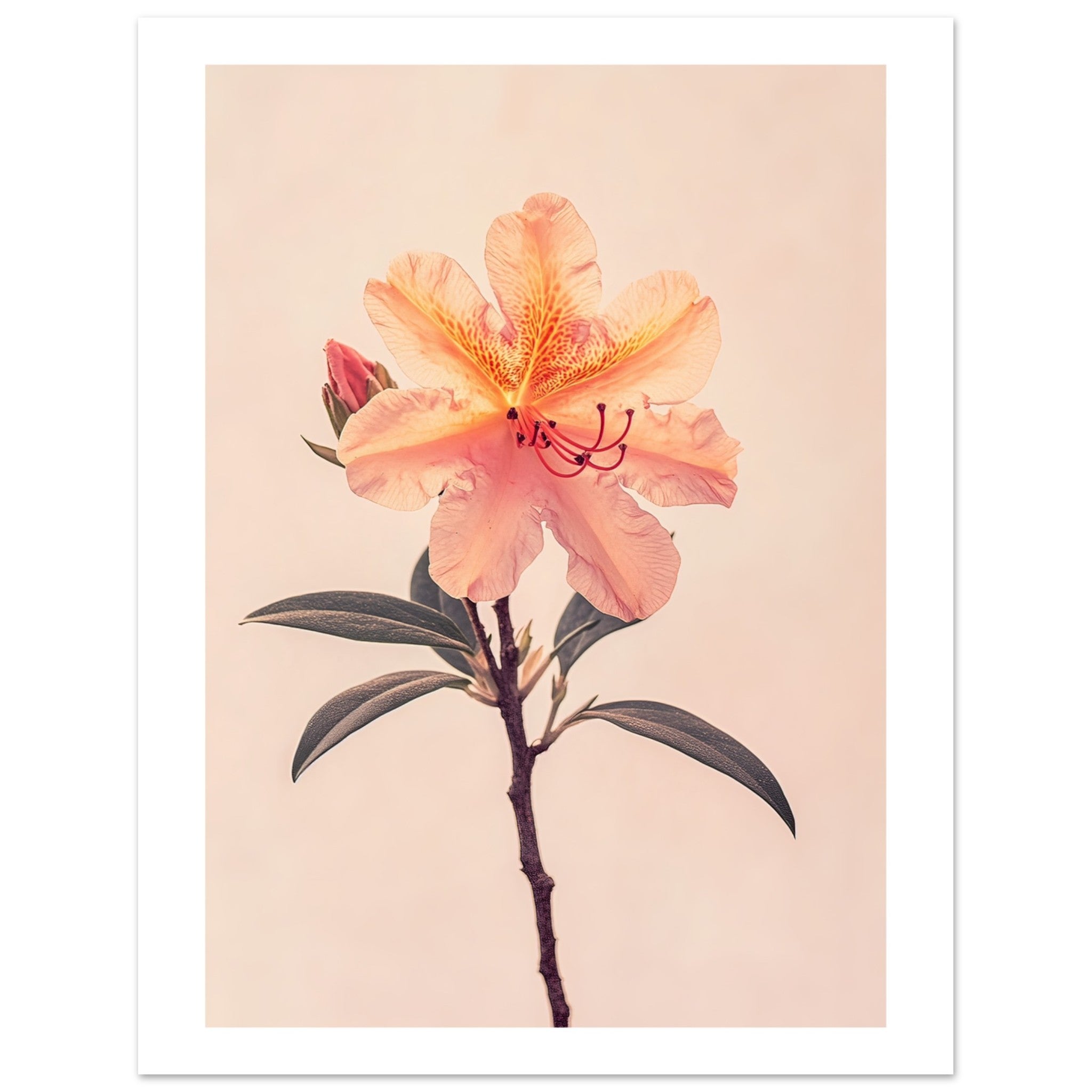 Azalea Rhododendron flower 1