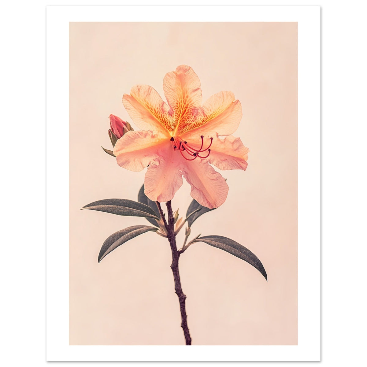 Azalea Rhododendron flower 1