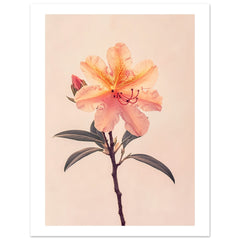 Azalea Rhododendron flower 1