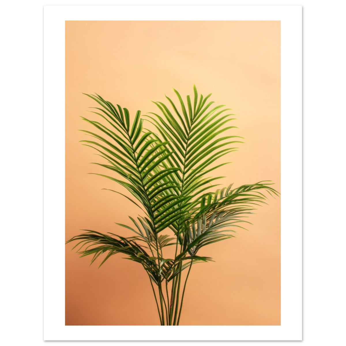 Areca Palm Dypsis lutescens