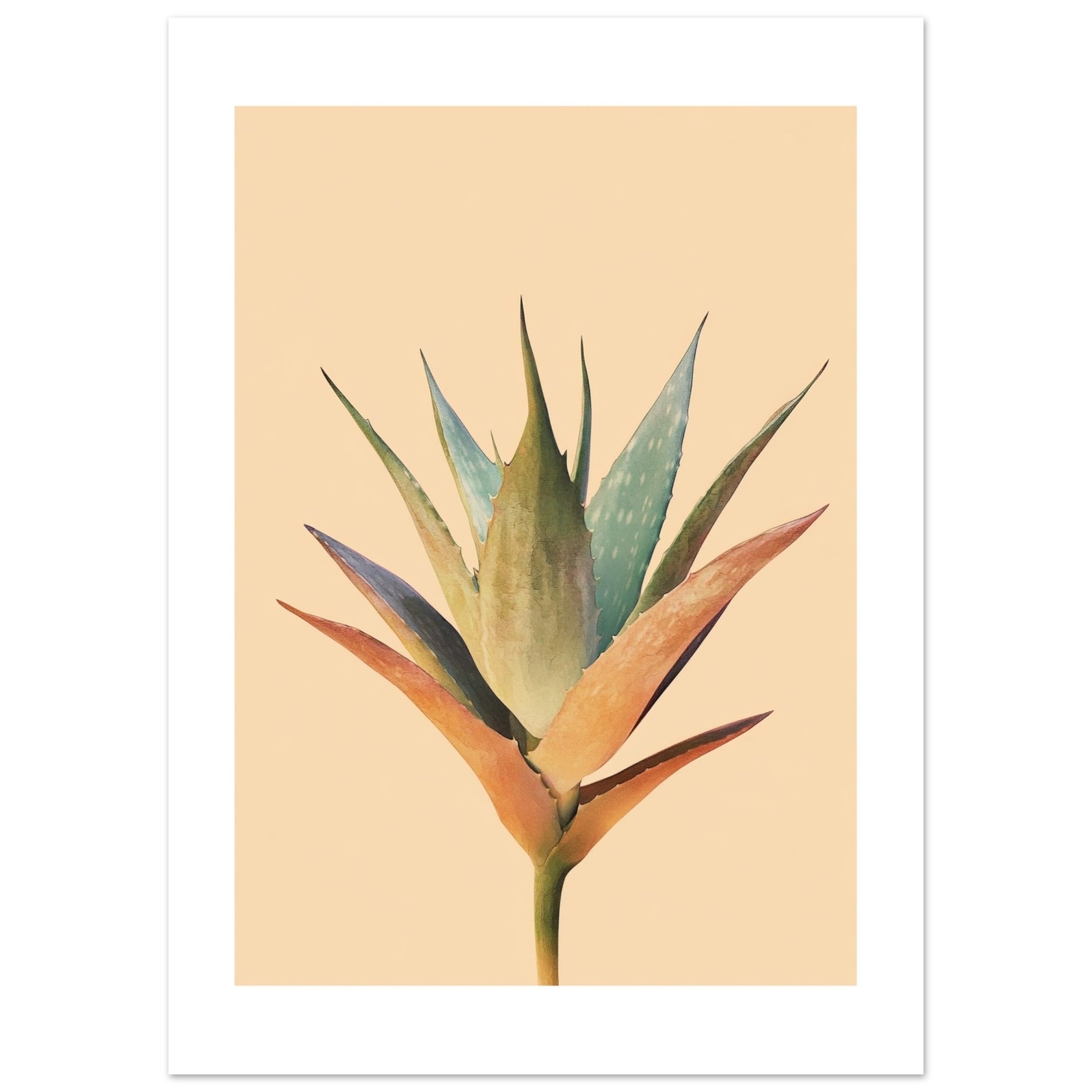 Aloe Vera Aloe barbadensis miller