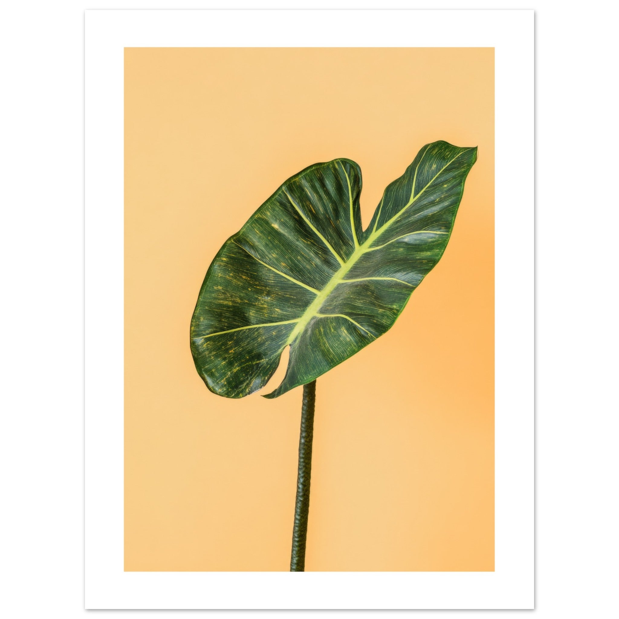 Alocasia