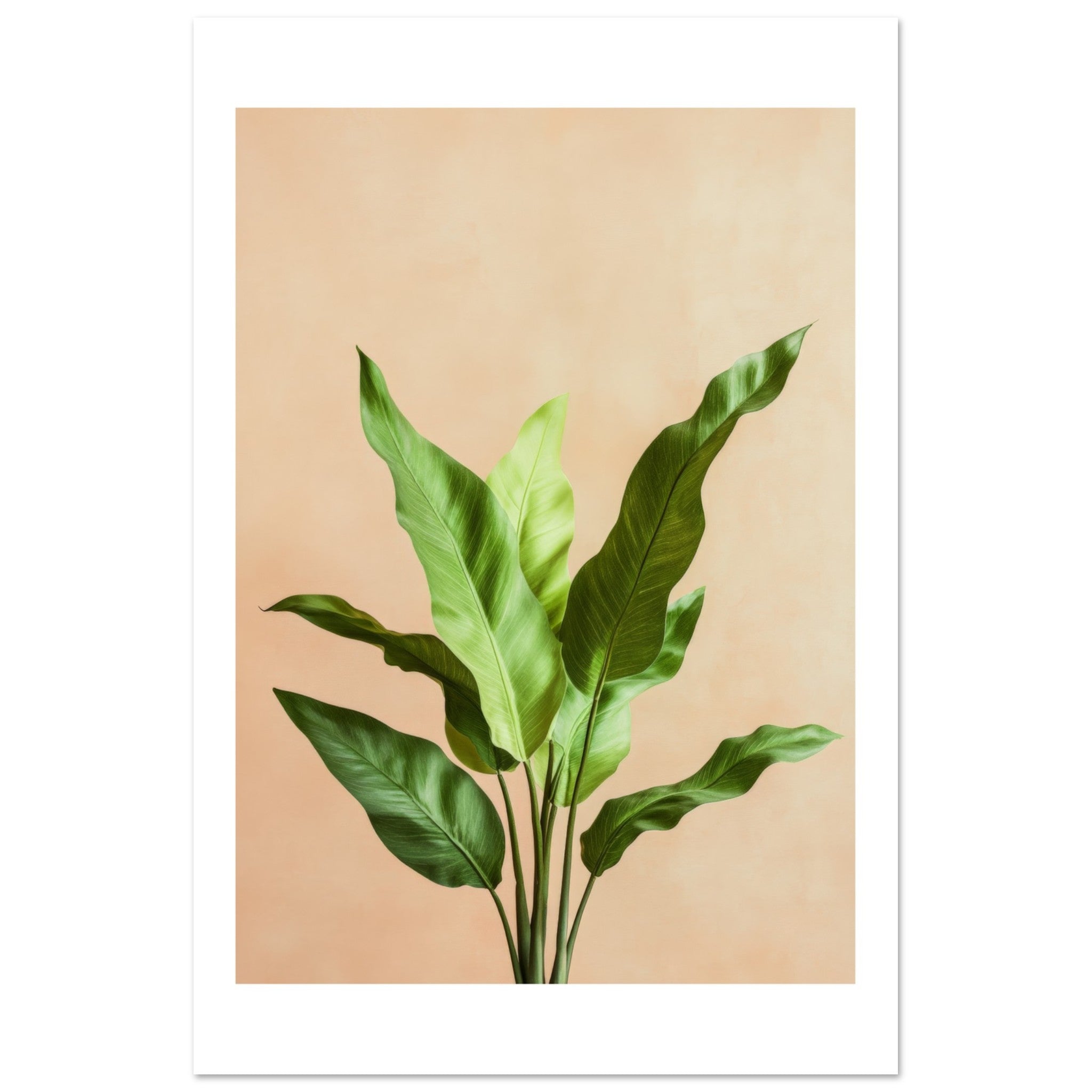 Birds Nest Fern Asplenium nidus 2
