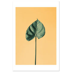 Alocasia 1