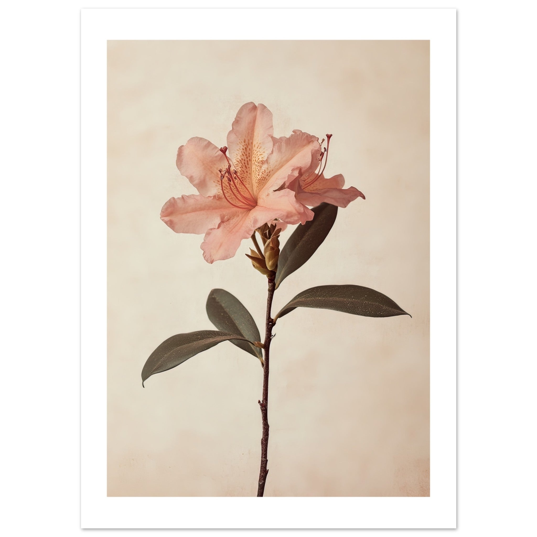 Azalea Rhododendron flower