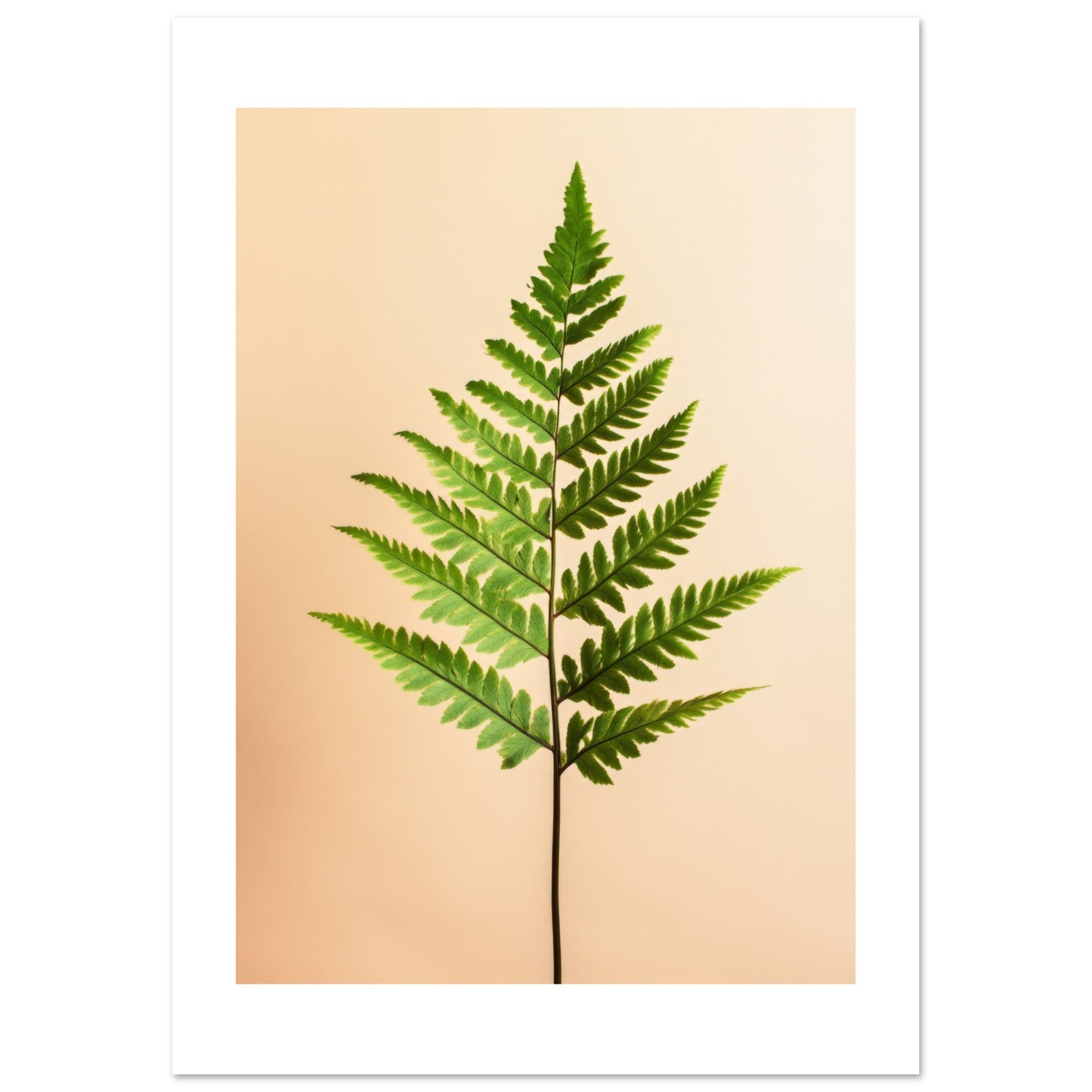 Boston Fern Nephrolepis exaltata