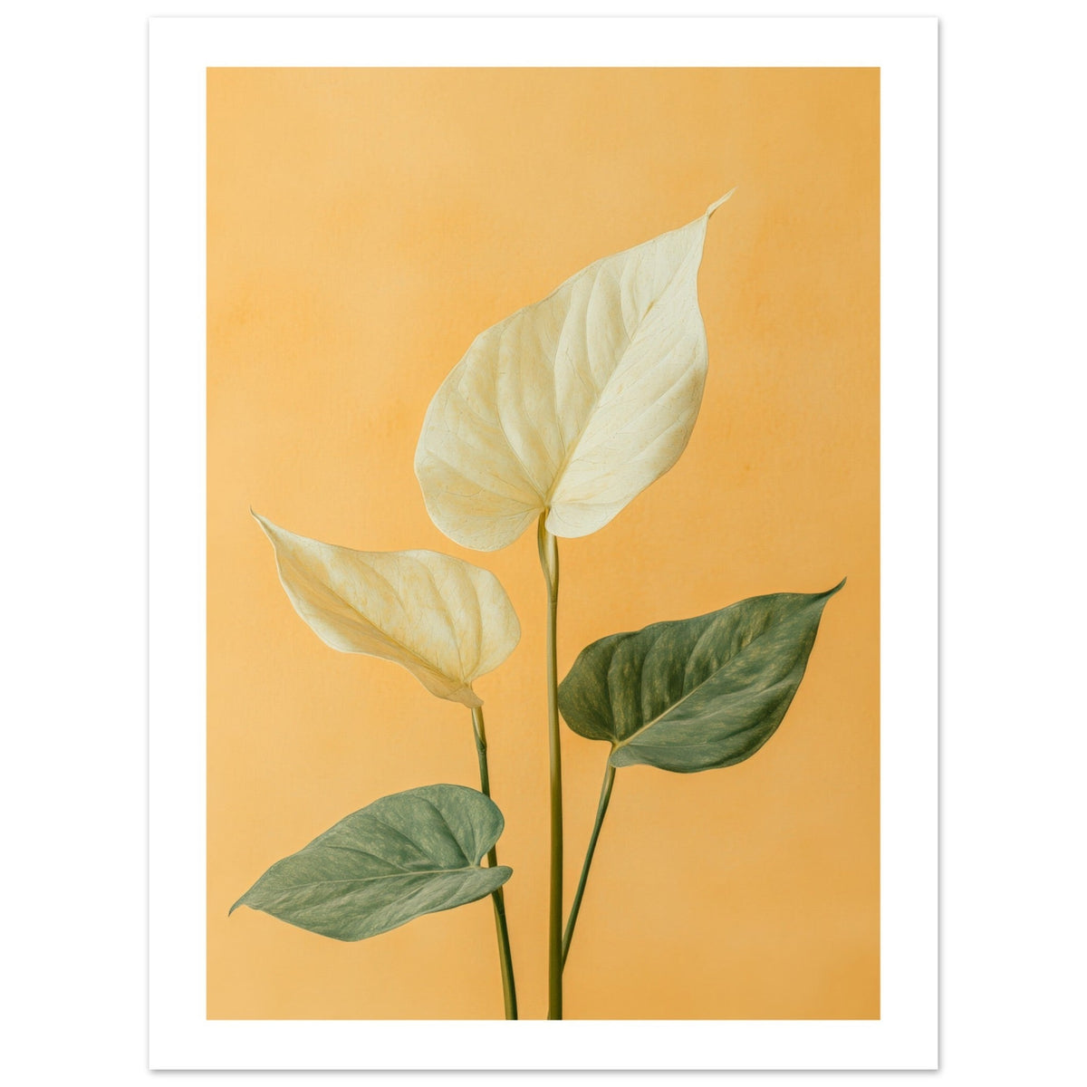 Arrowhead Plant Syngonium podophyllum 1