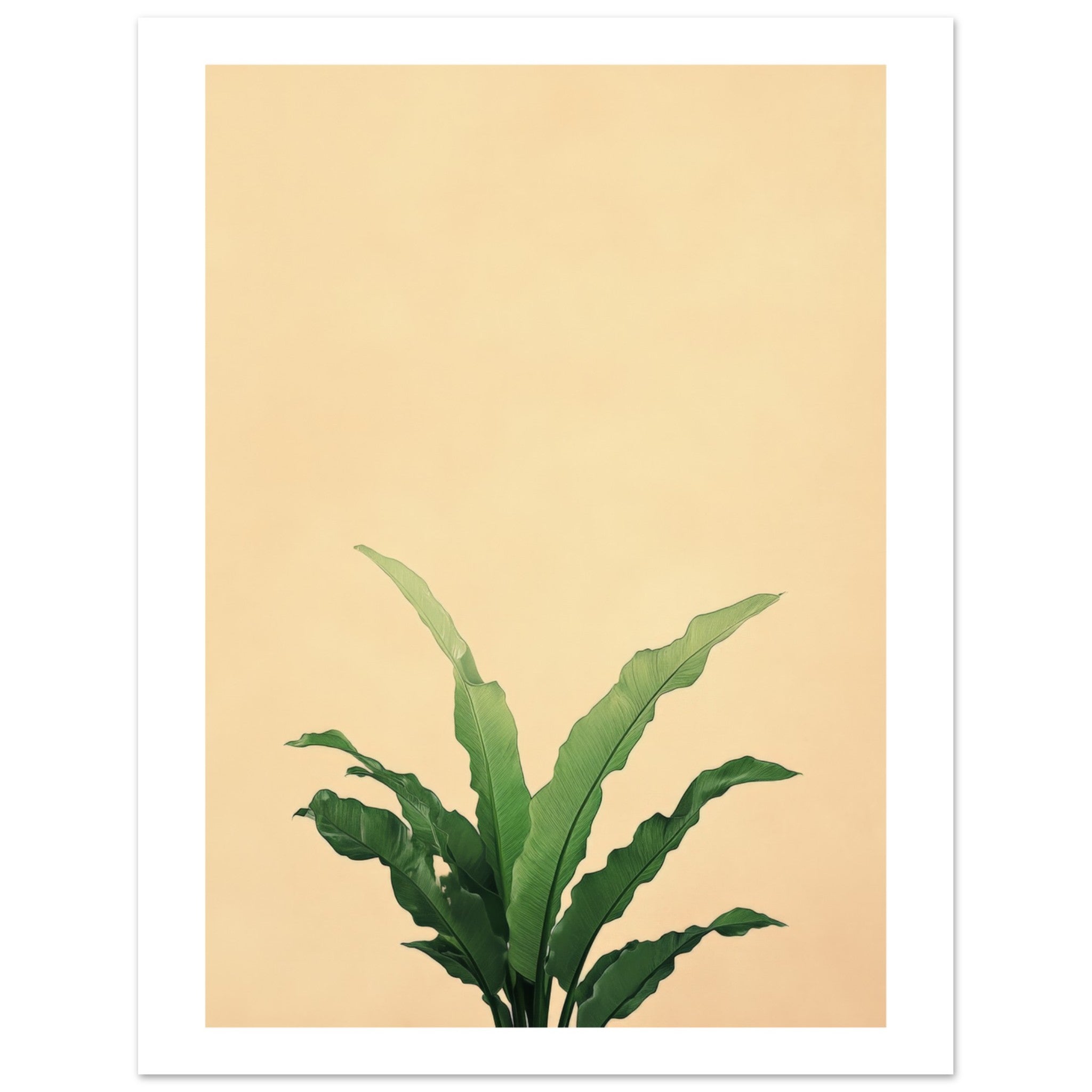 Birds Nest Fern Asplenium nidus 1