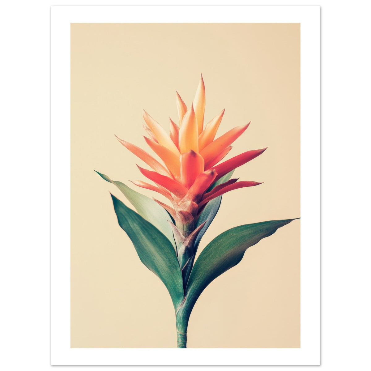 Bromeliad Bromeliaceae 1