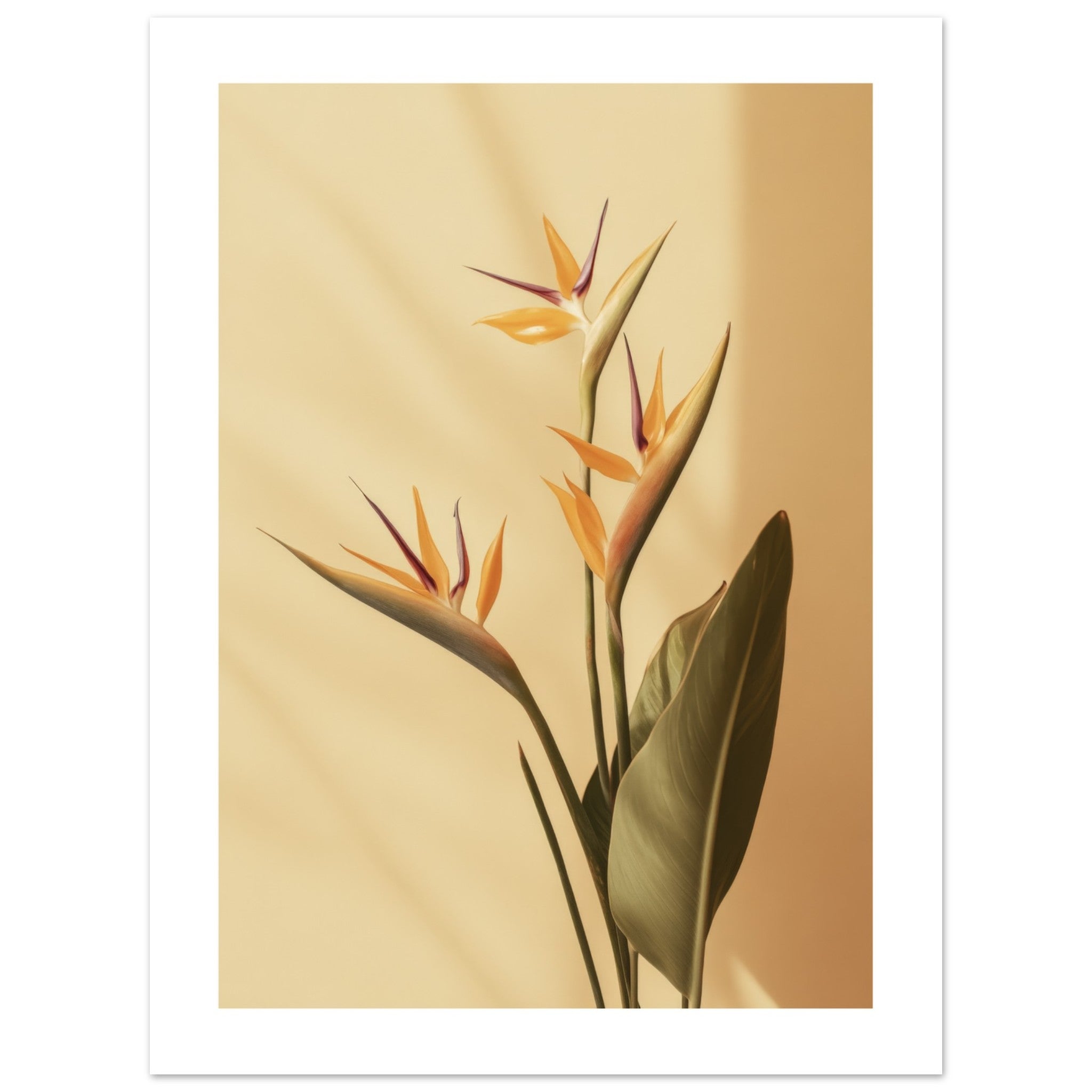 Bird of Paradise Strelitzia reginae 2