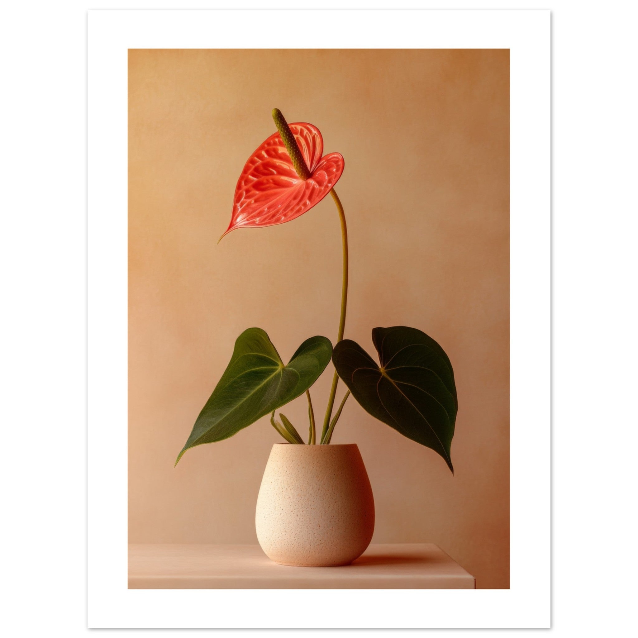 Anthurium 1