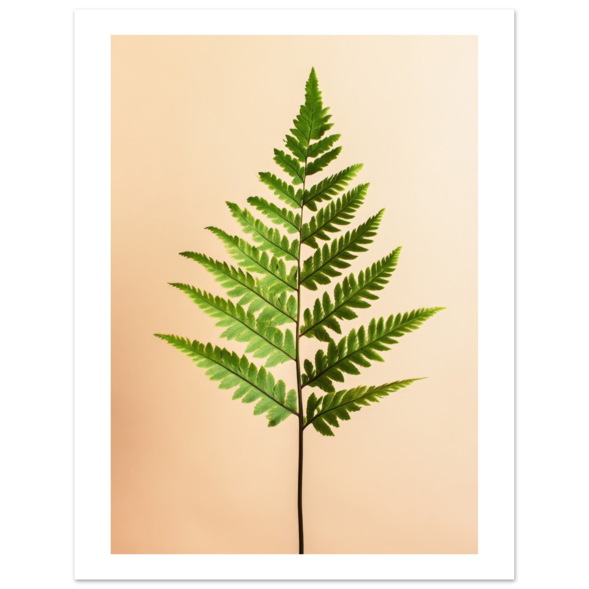 Boston Fern Nephrolepis exaltata