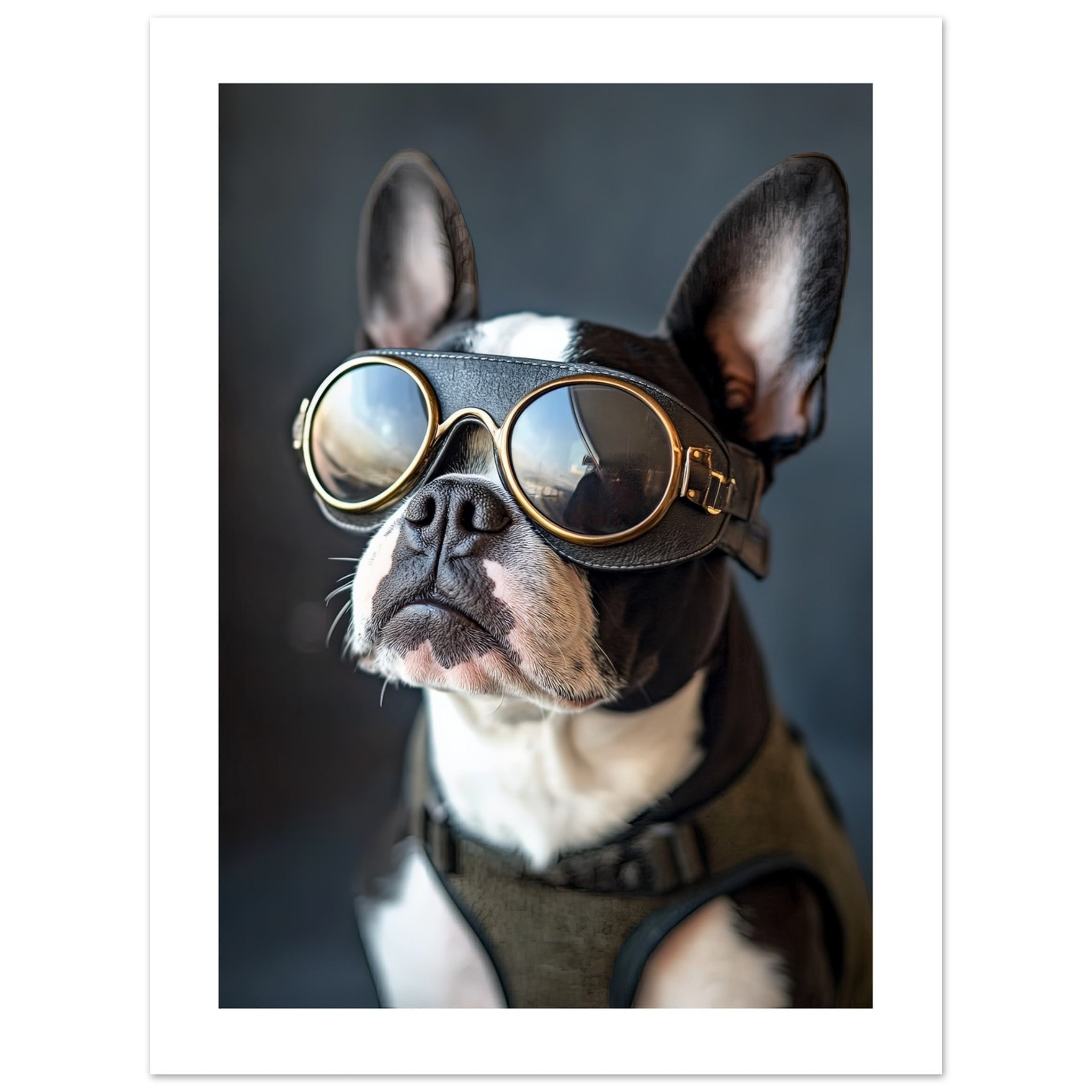 Boston Terrier Dog Wearing Pilot Sunglasses