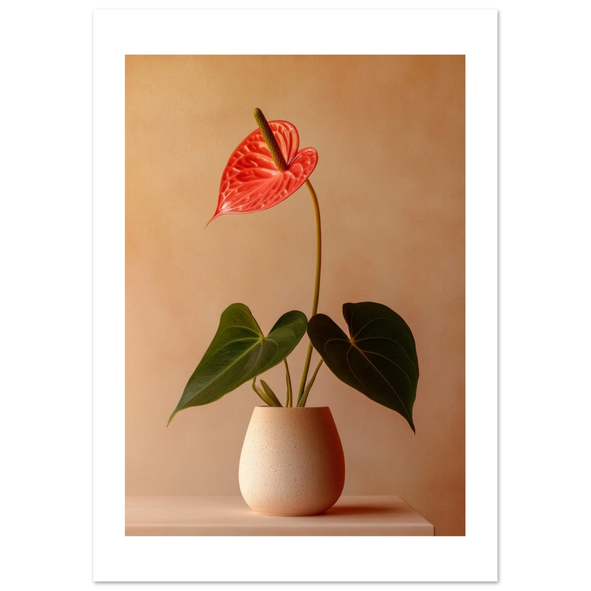 Anthurium 1