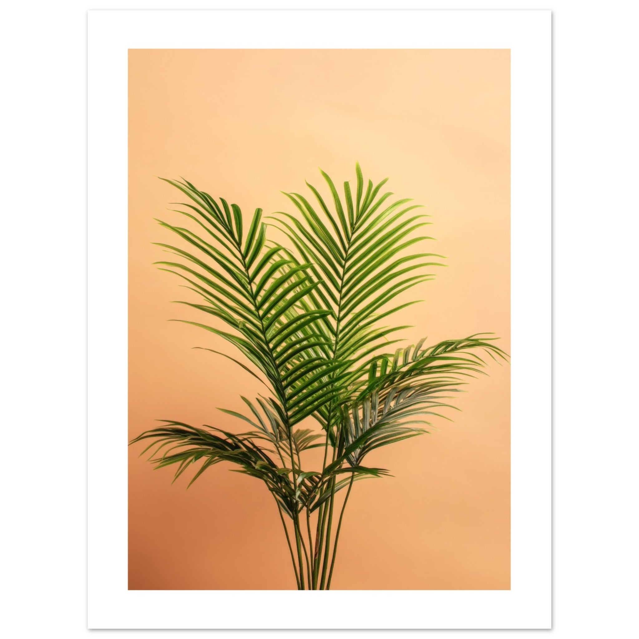 Areca Palm Dypsis lutescens