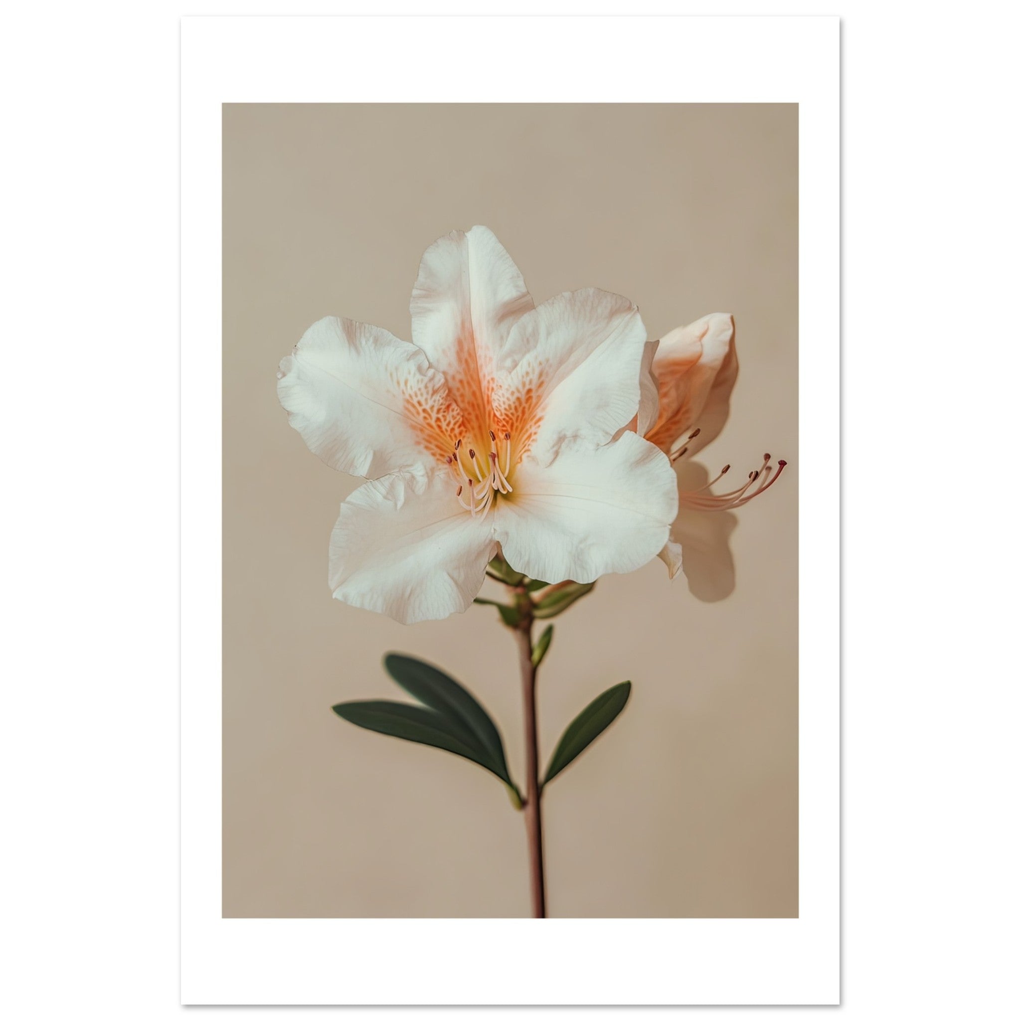 Azalea Rhododendron flower 2