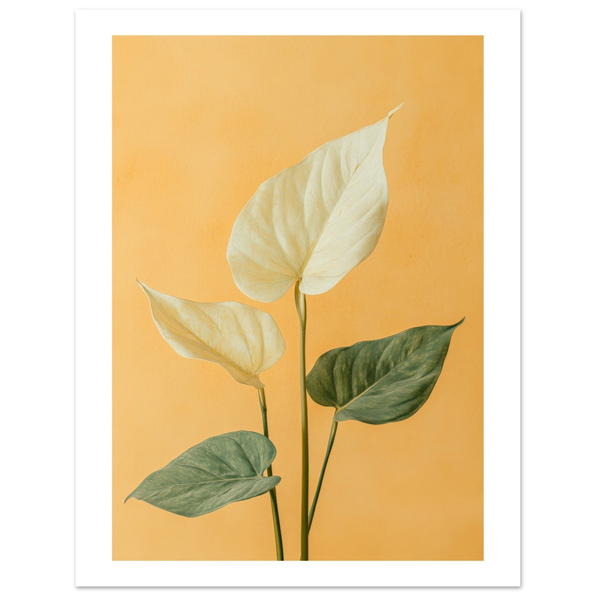 Arrowhead Plant Syngonium podophyllum 1