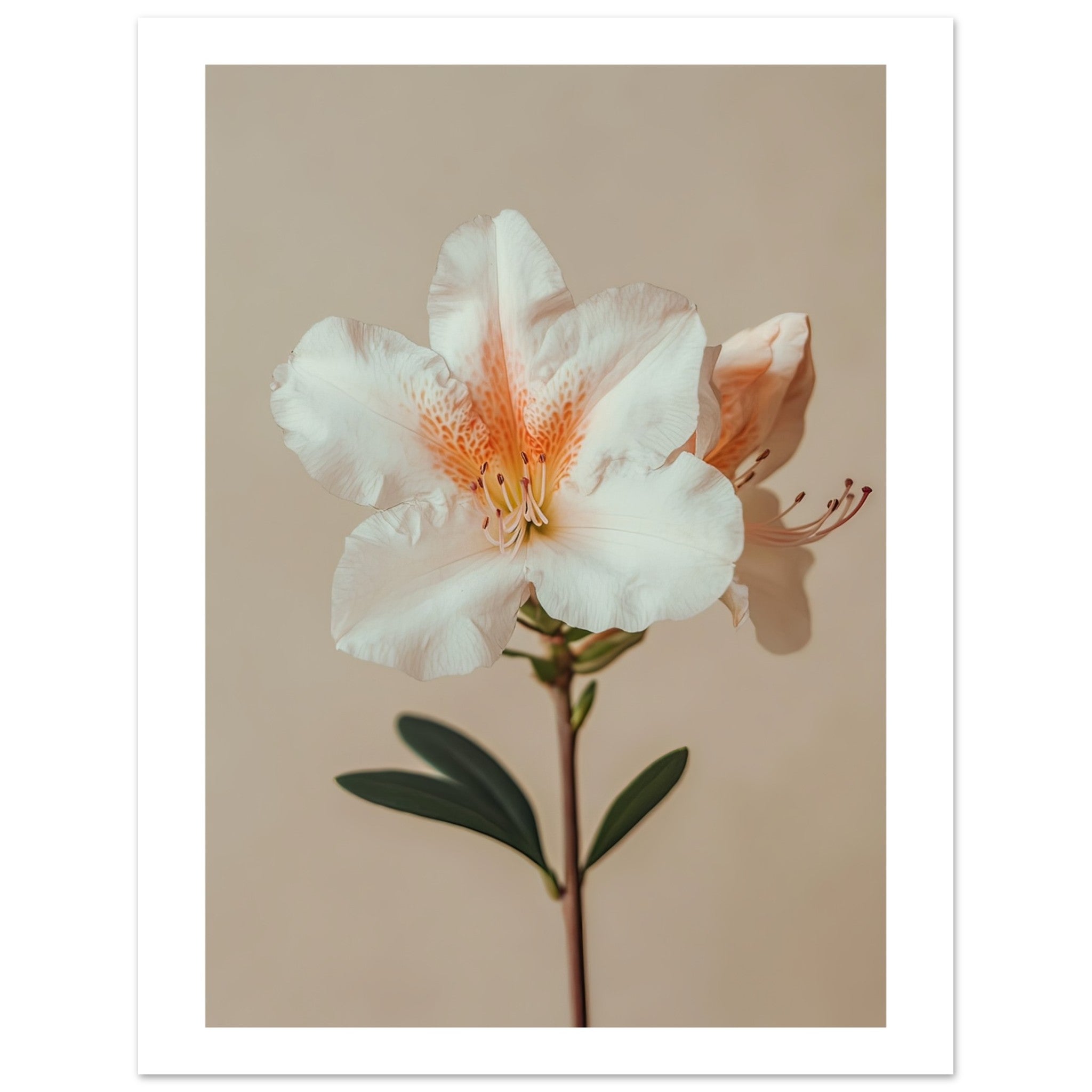 Azalea Rhododendron flower 2