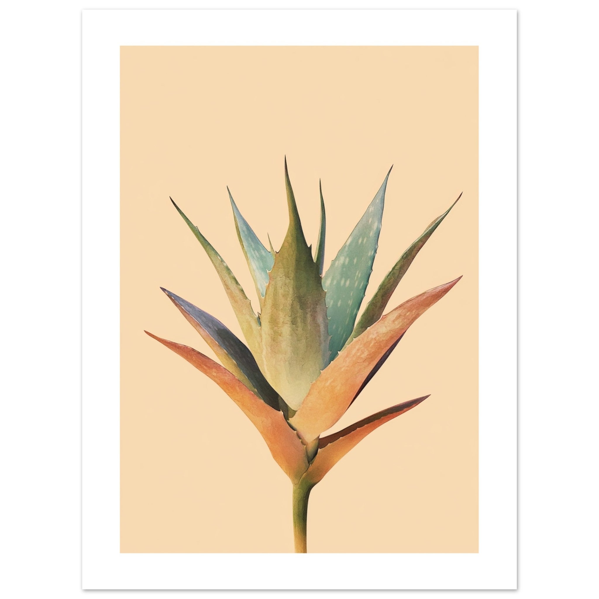 Aloe Vera Aloe barbadensis miller