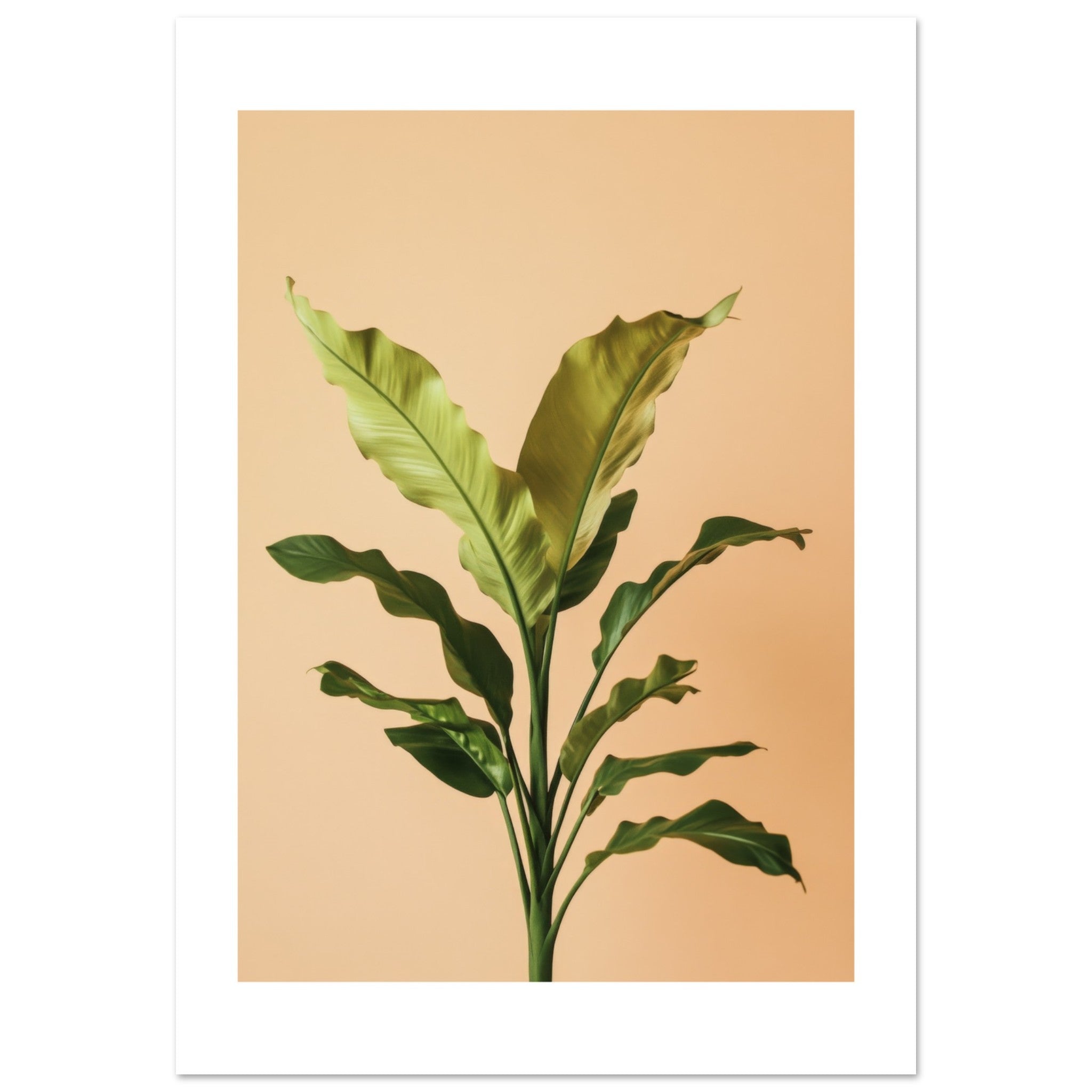 Birds Nest Fern Asplenium nidus