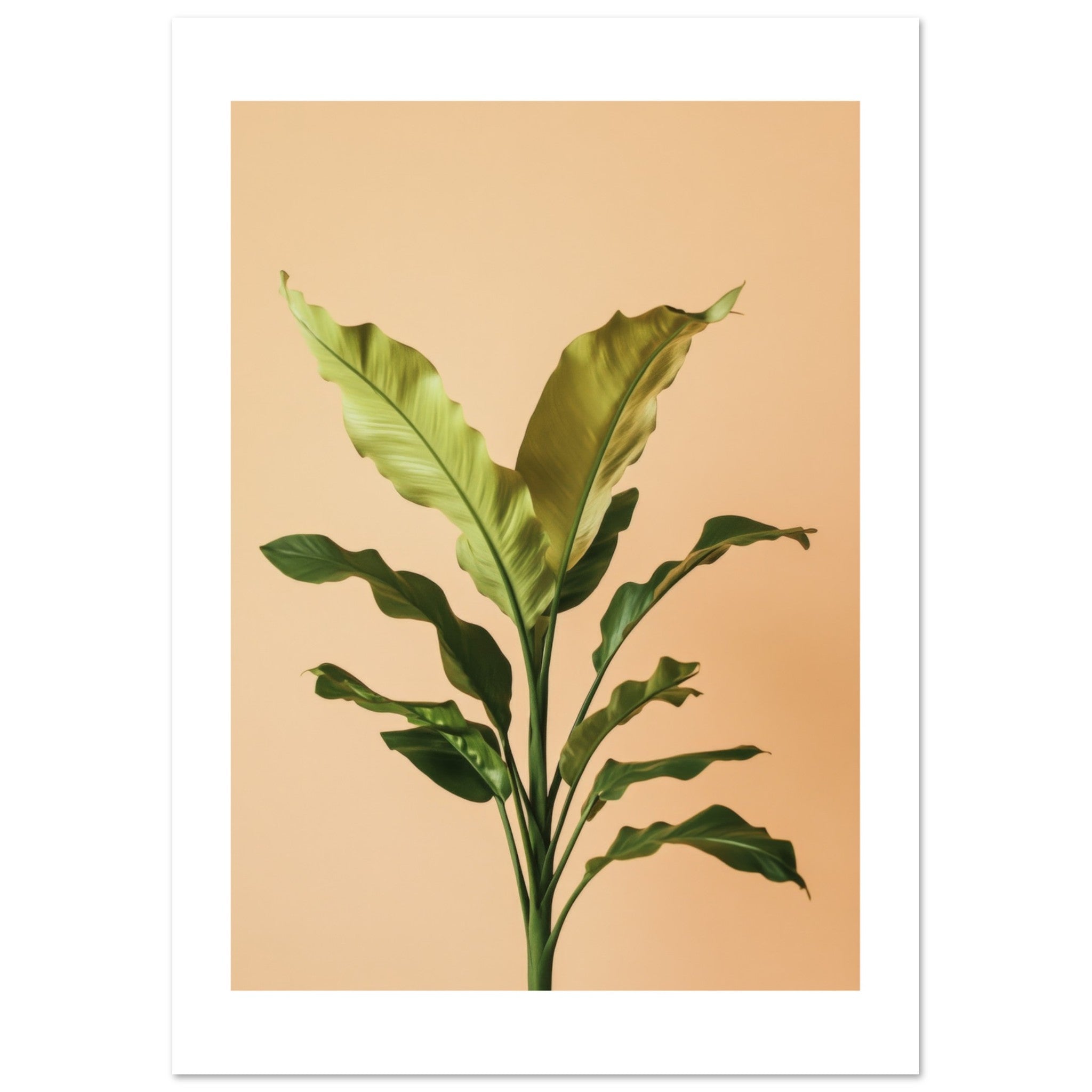 Birds Nest Fern Asplenium nidus