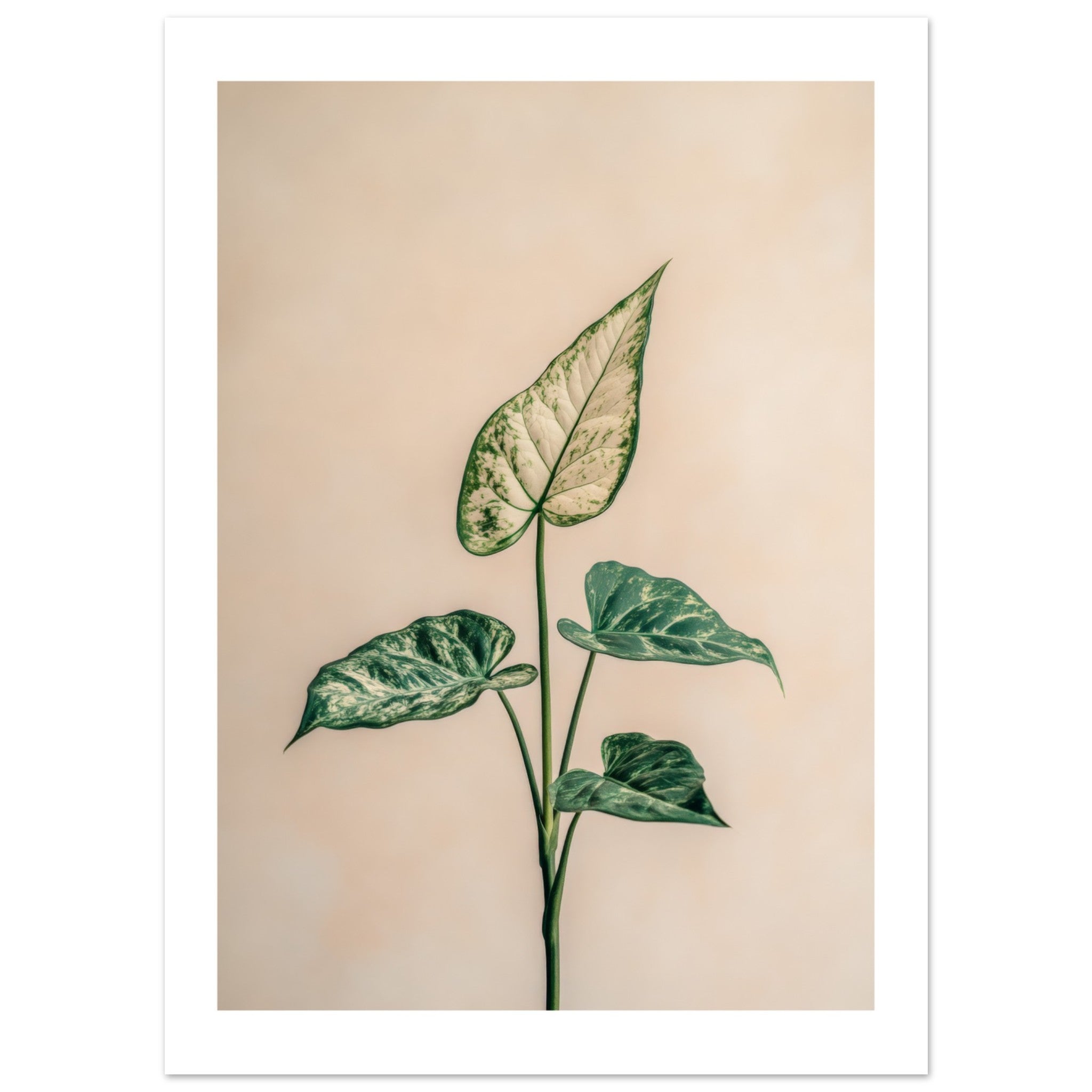 Arrowhead Plant Syngonium podophyllum