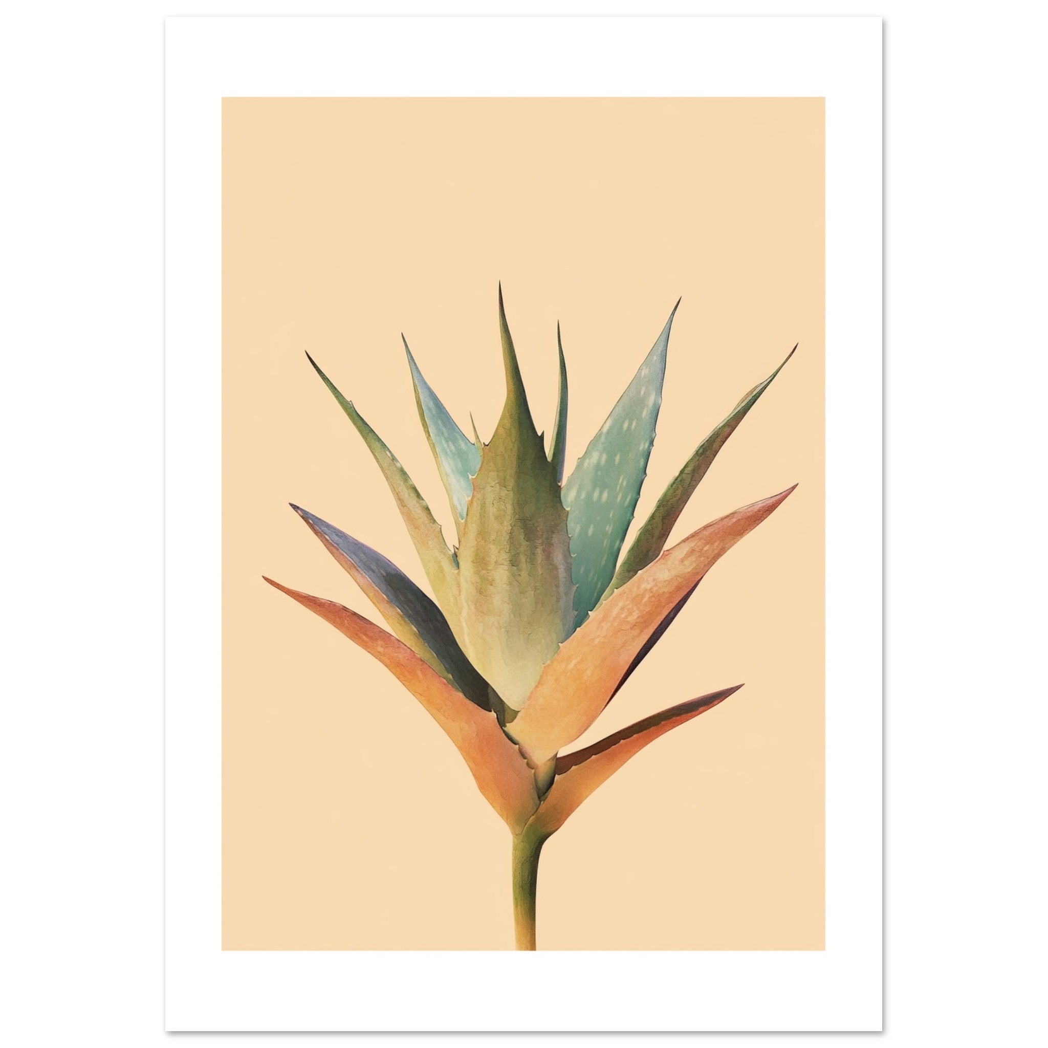 Aloe Vera Aloe barbadensis miller