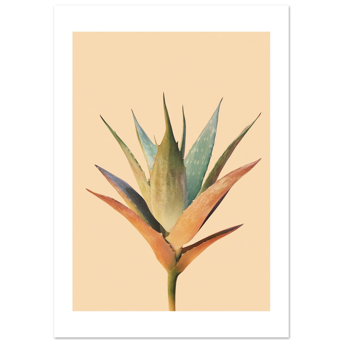 Aloe Vera Aloe barbadensis miller