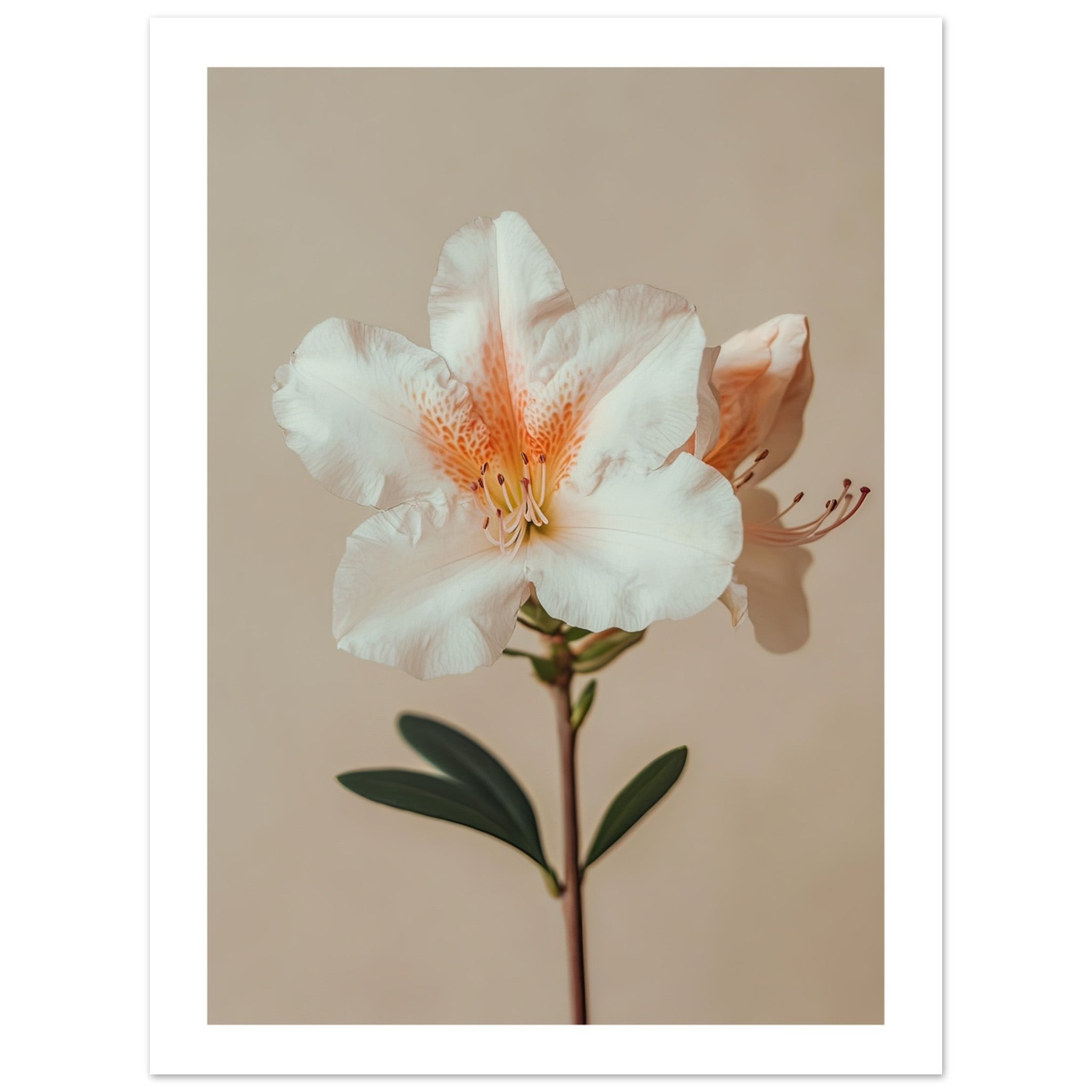Azalea Rhododendron flower 2