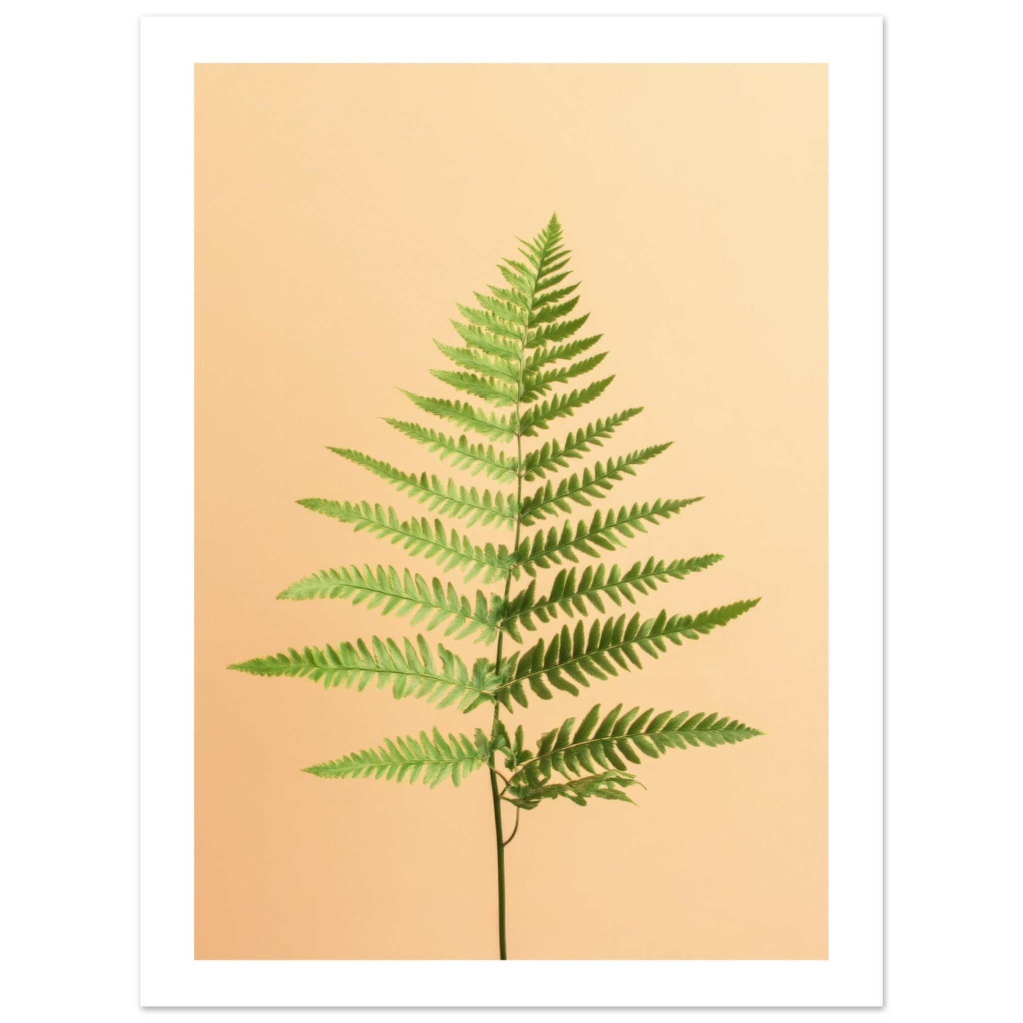 Boston Fern Nephrolepis exaltata 2