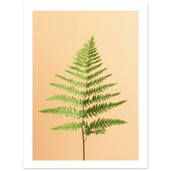 Boston Fern Nephrolepis exaltata 2