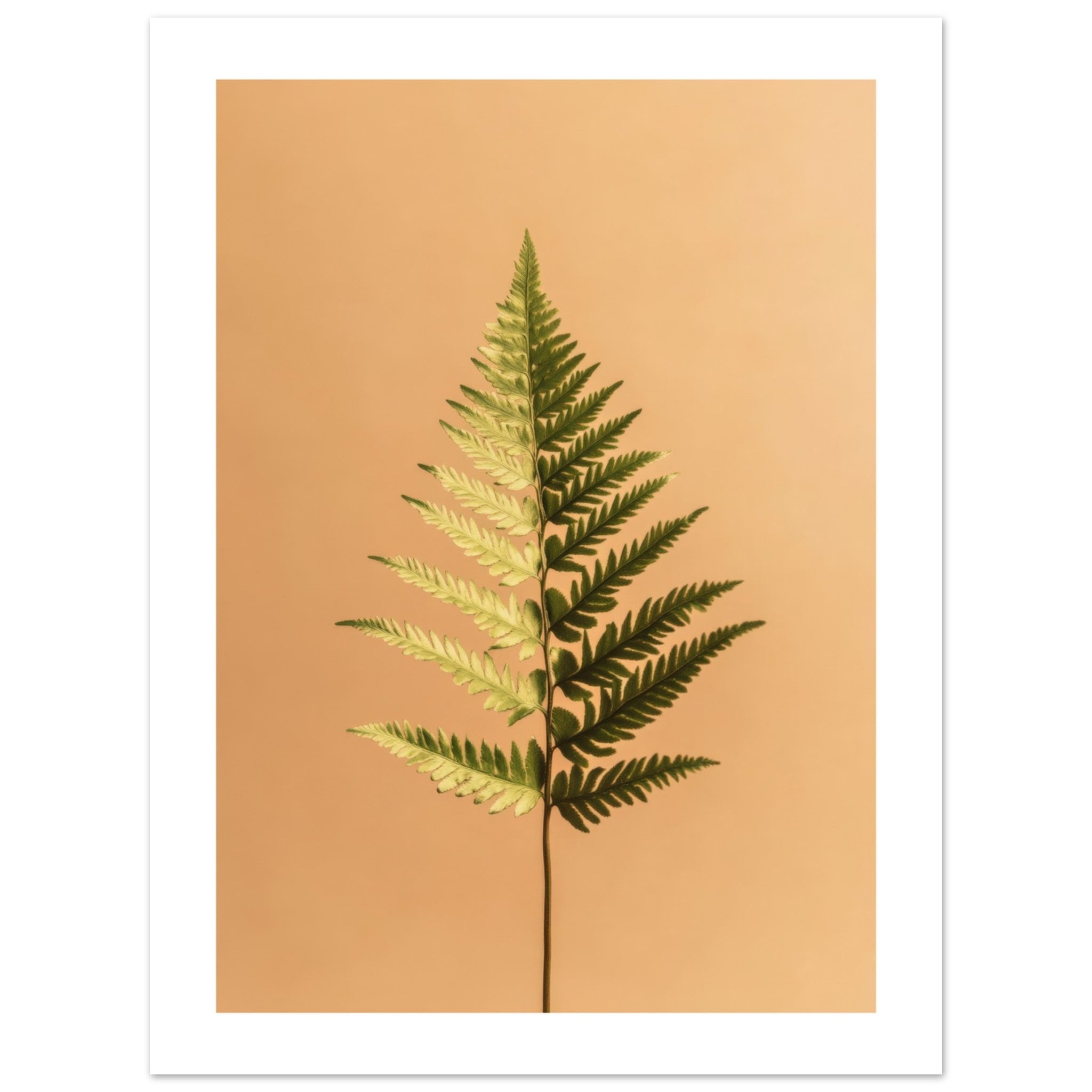 Boston Fern Nephrolepis exaltata 1