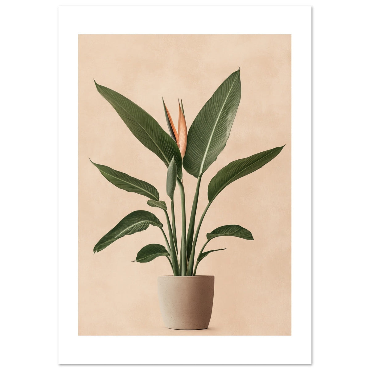 Bird of Paradise Strelitzia reginae