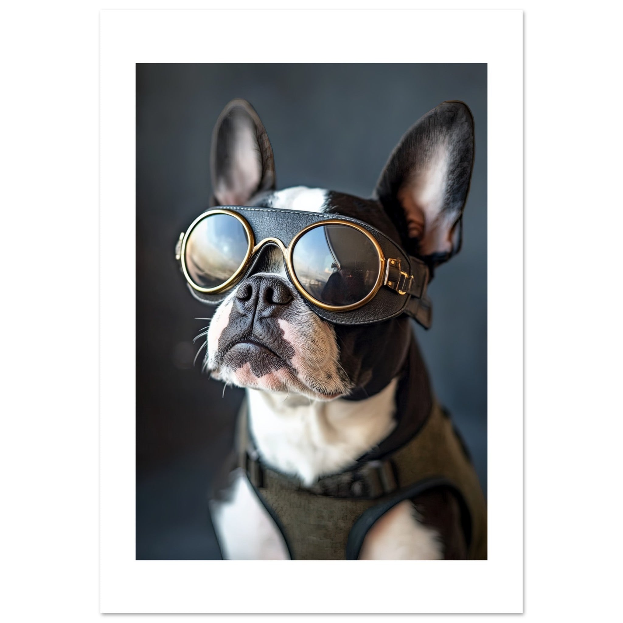 Boston Terrier Dog Wearing Pilot Sunglasses