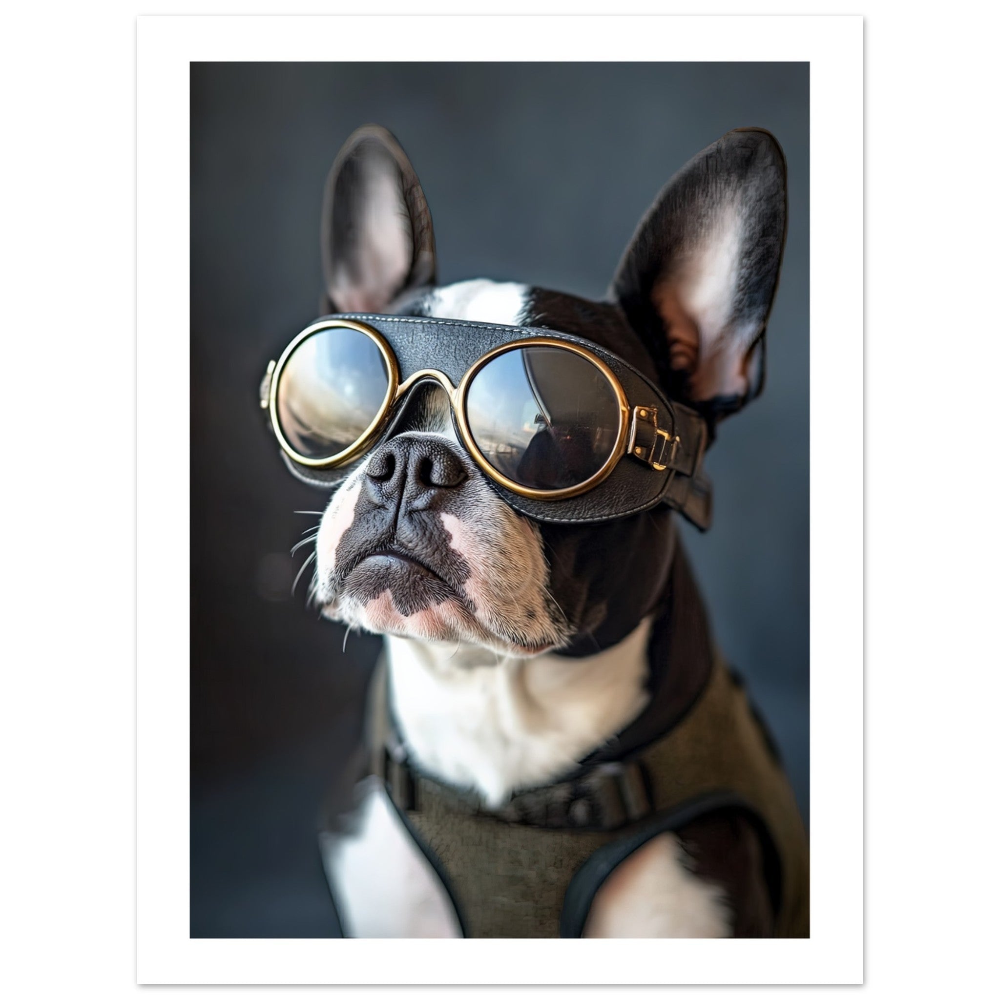 Boston Terrier Dog Wearing Pilot Sunglasses
