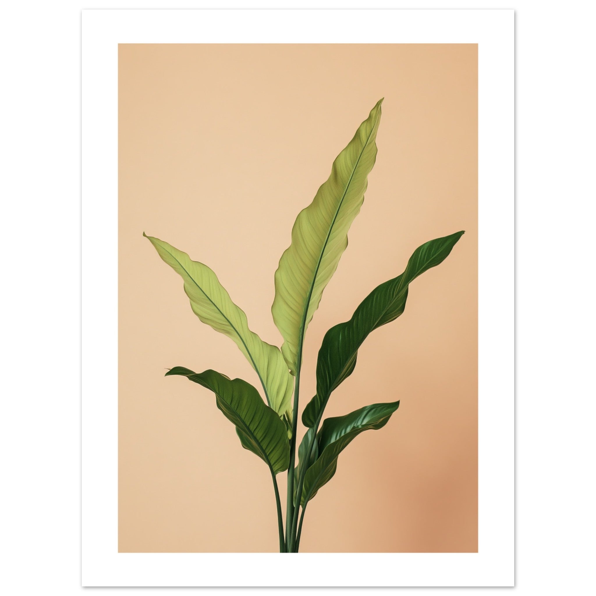 Birds Nest Fern Asplenium nidus 3