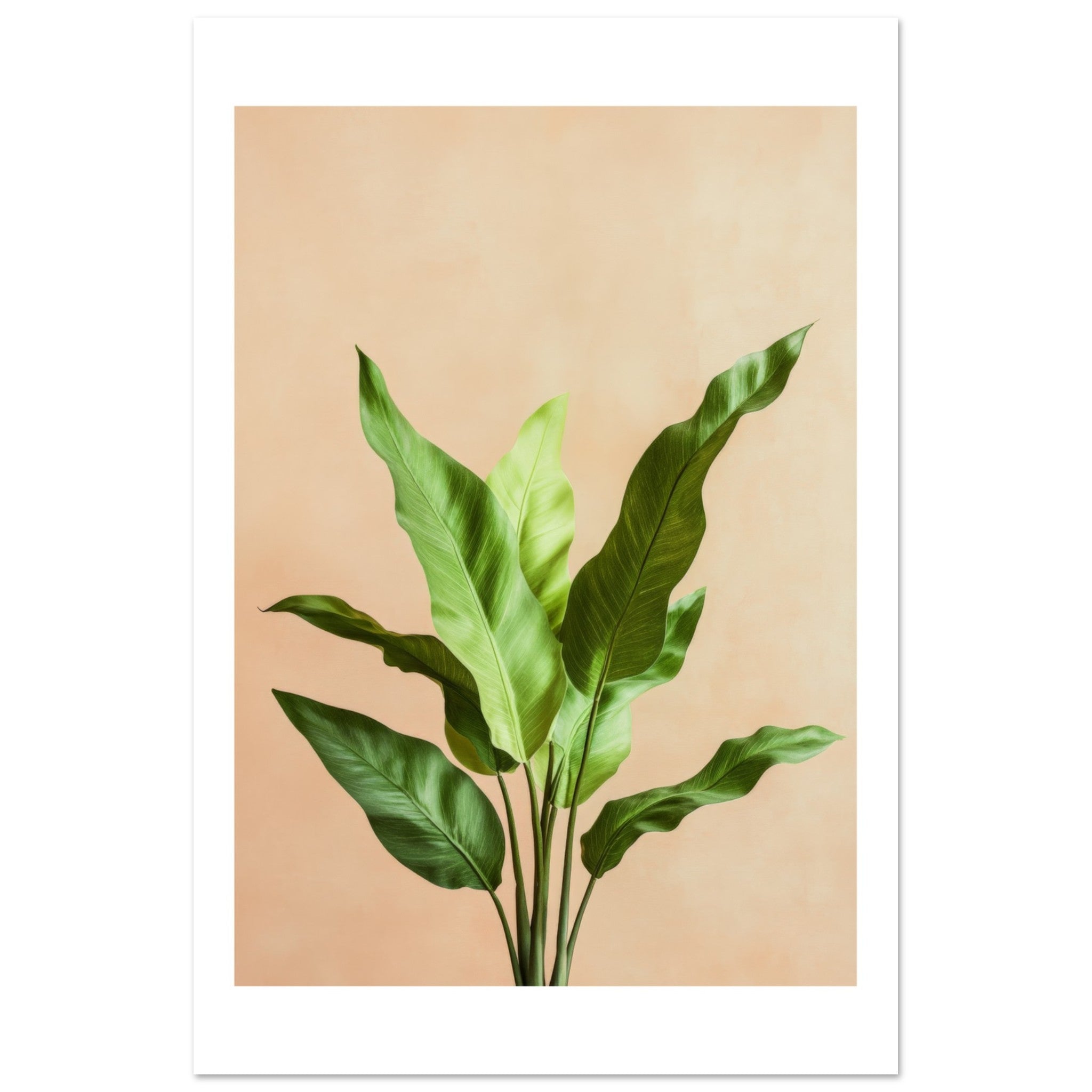 Birds Nest Fern Asplenium nidus 2