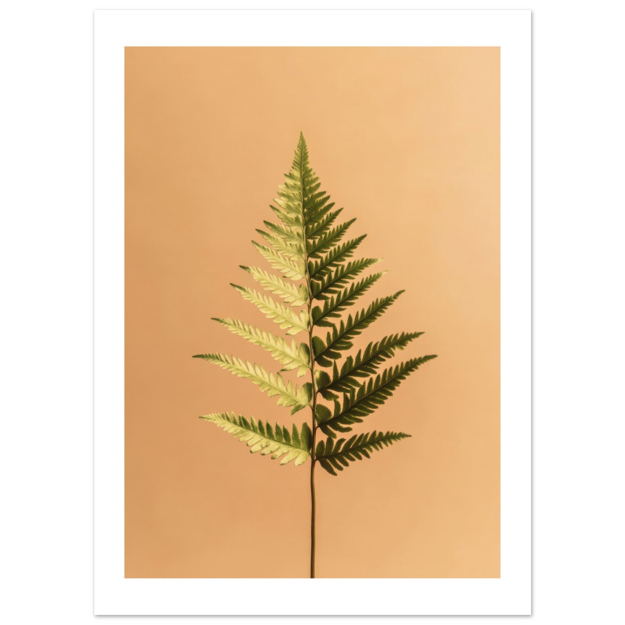 Boston Fern Nephrolepis exaltata 1