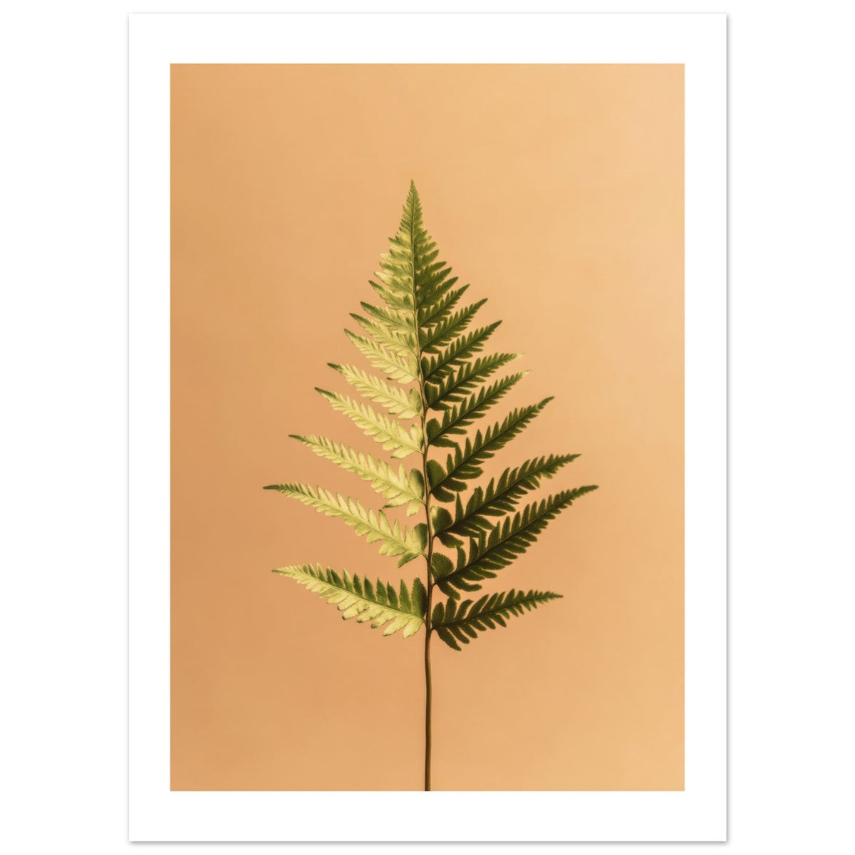 Boston Fern Nephrolepis exaltata 1