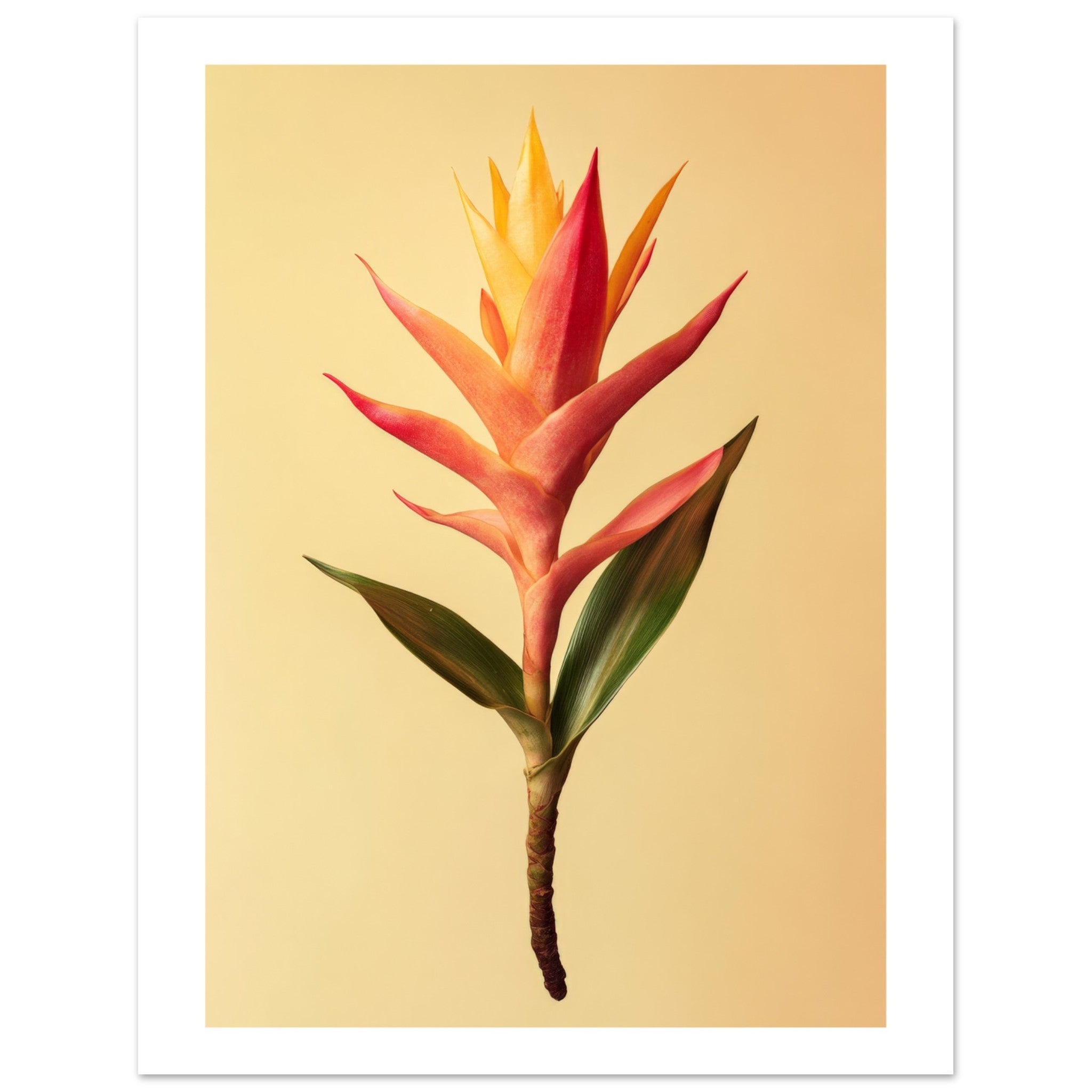 Bromeliad Bromeliaceae