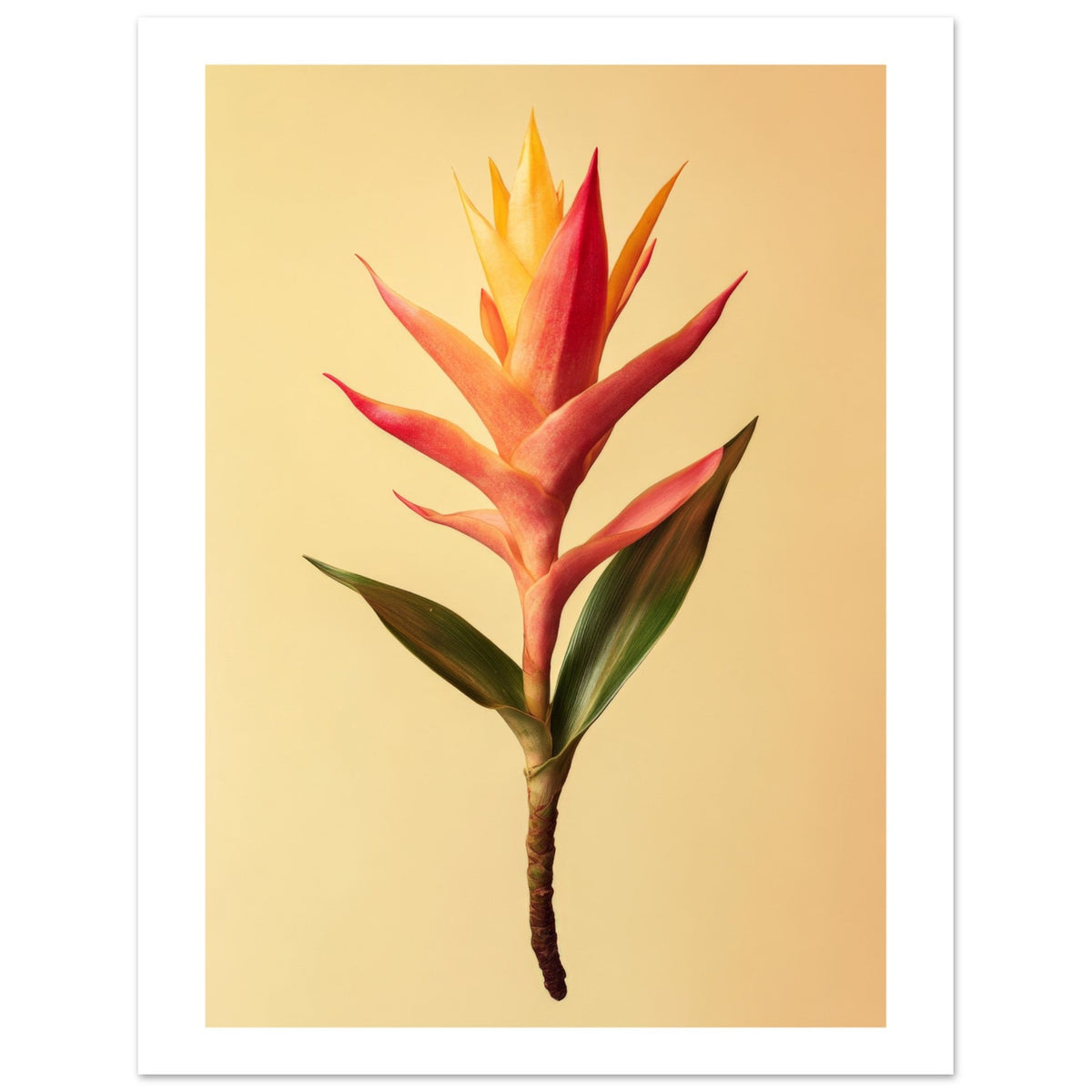 Bromeliad Bromeliaceae