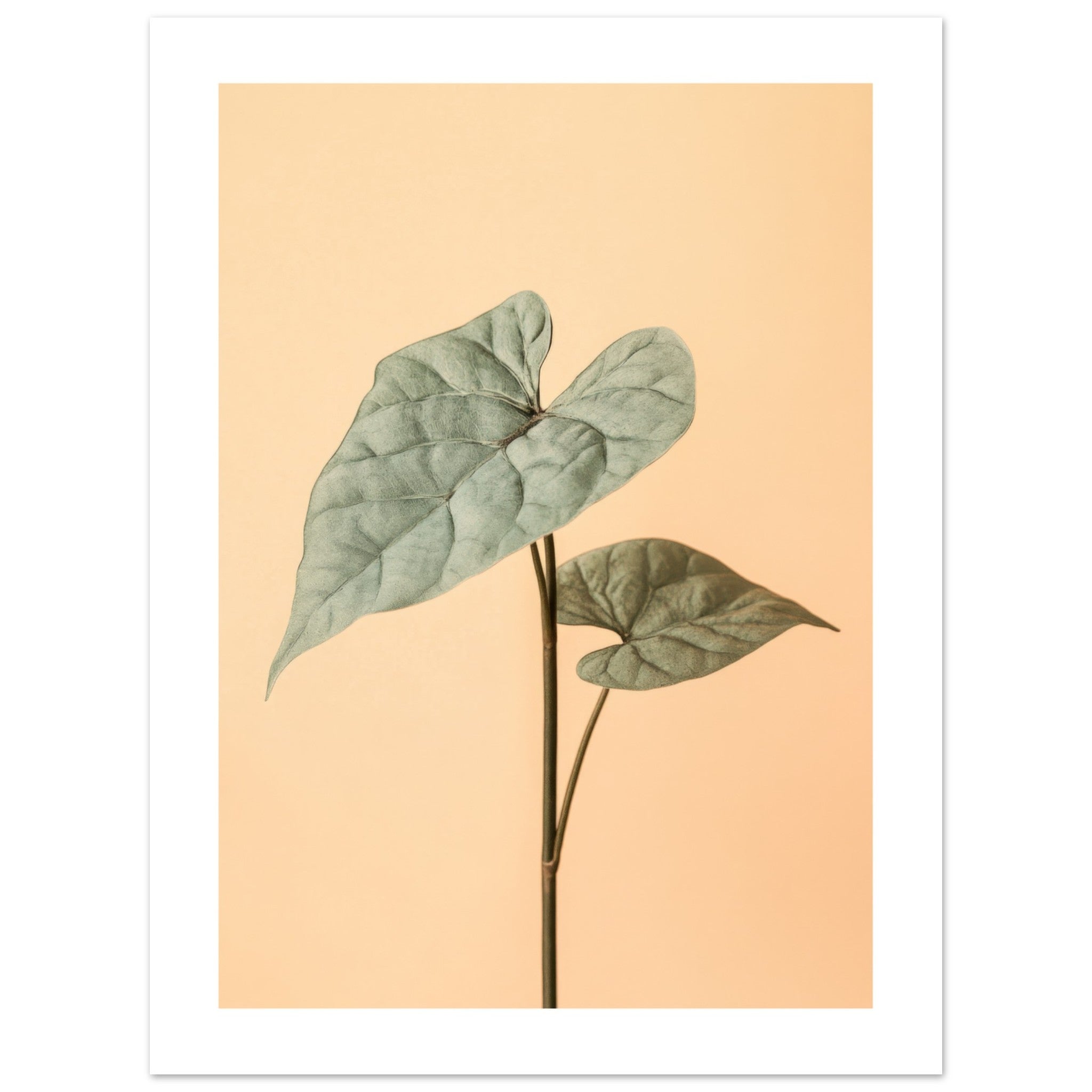 Arrowhead Plant Syngonium podophyllum 2