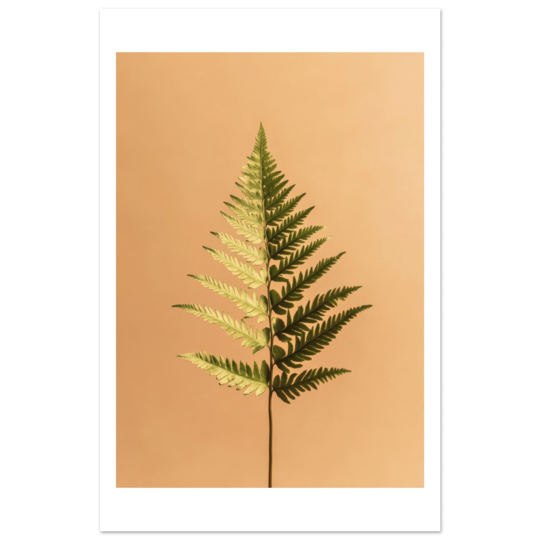 Boston Fern Nephrolepis exaltata 1