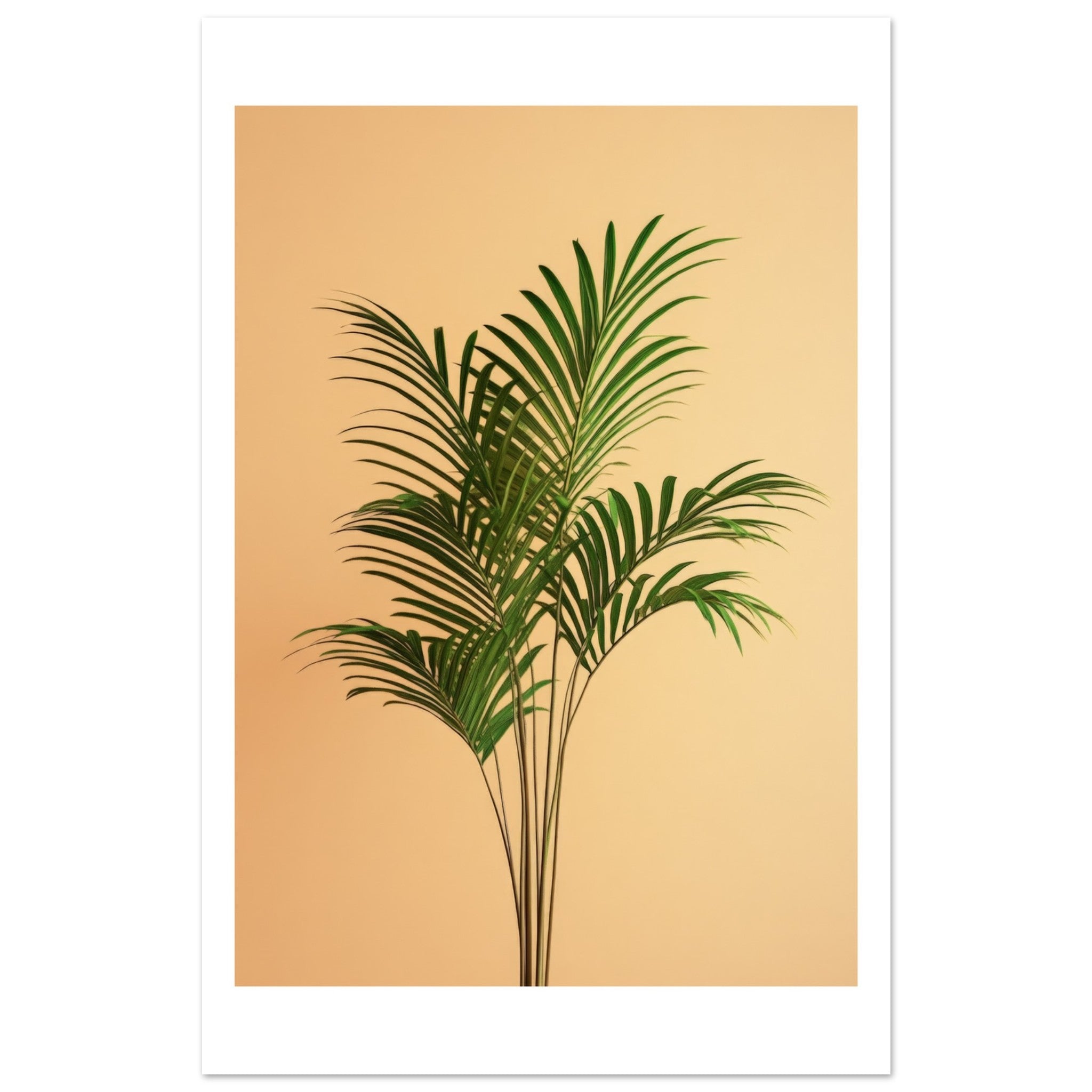 Areca Palm Dypsis lutescens 1