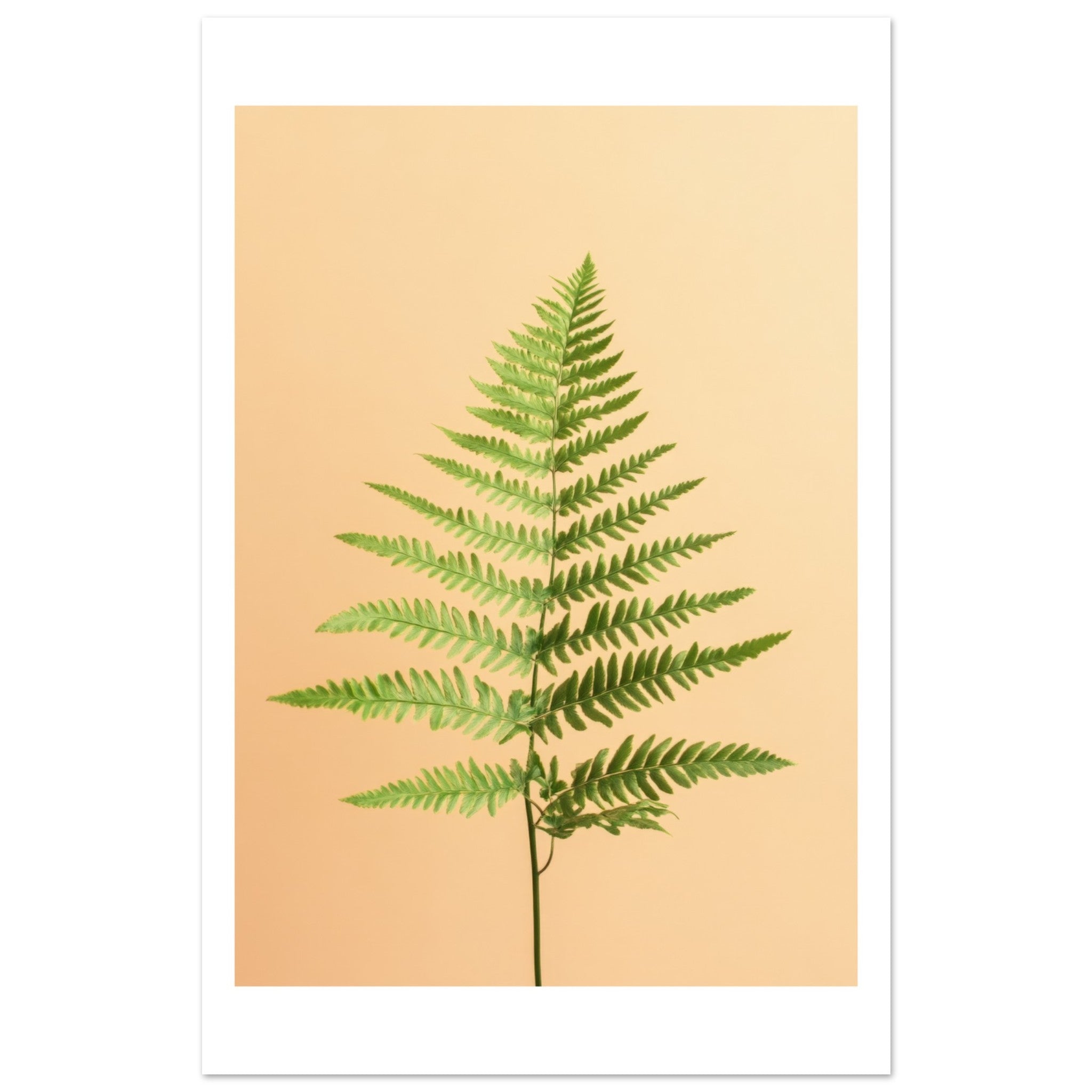 Boston Fern Nephrolepis exaltata 2