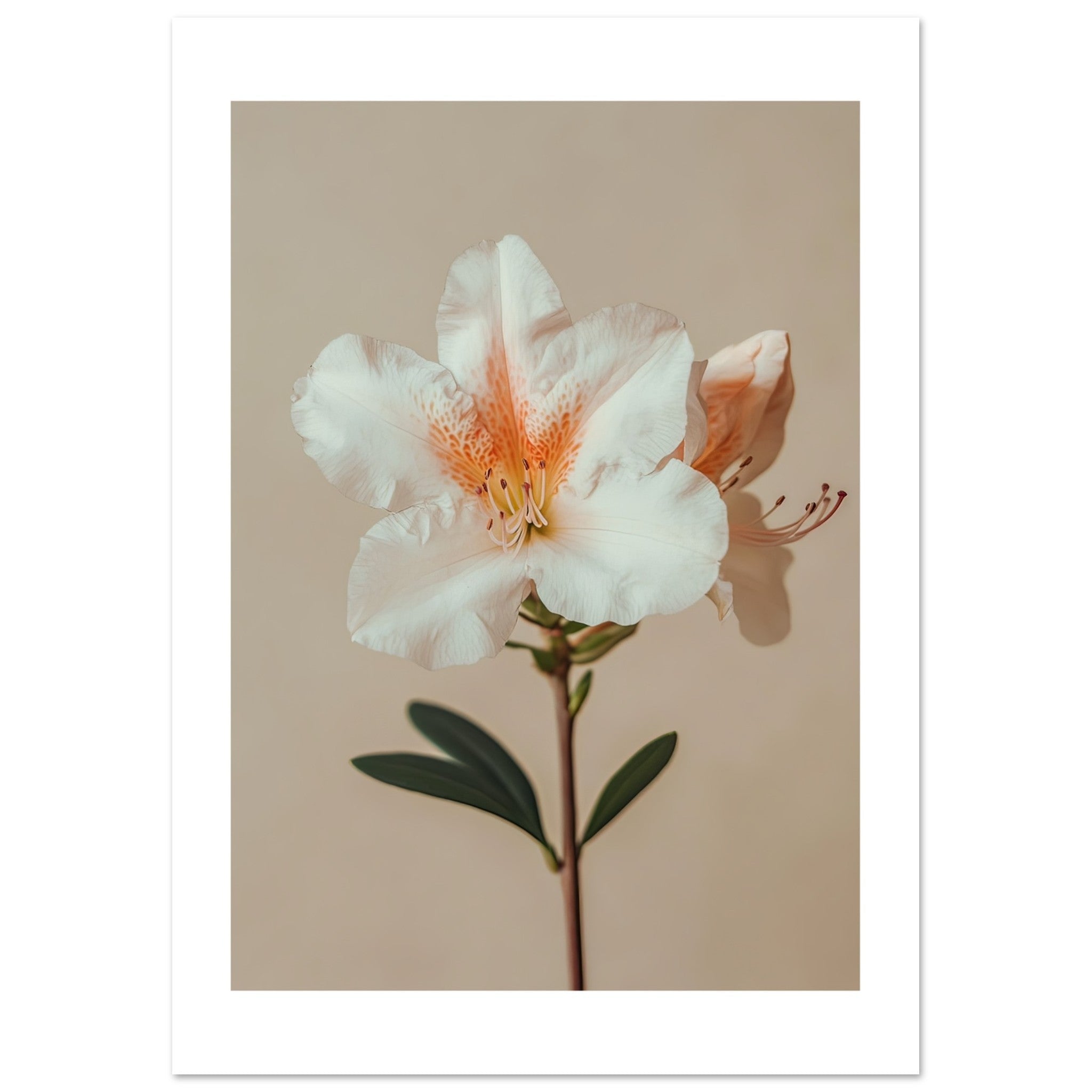 Azalea Rhododendron flower 2