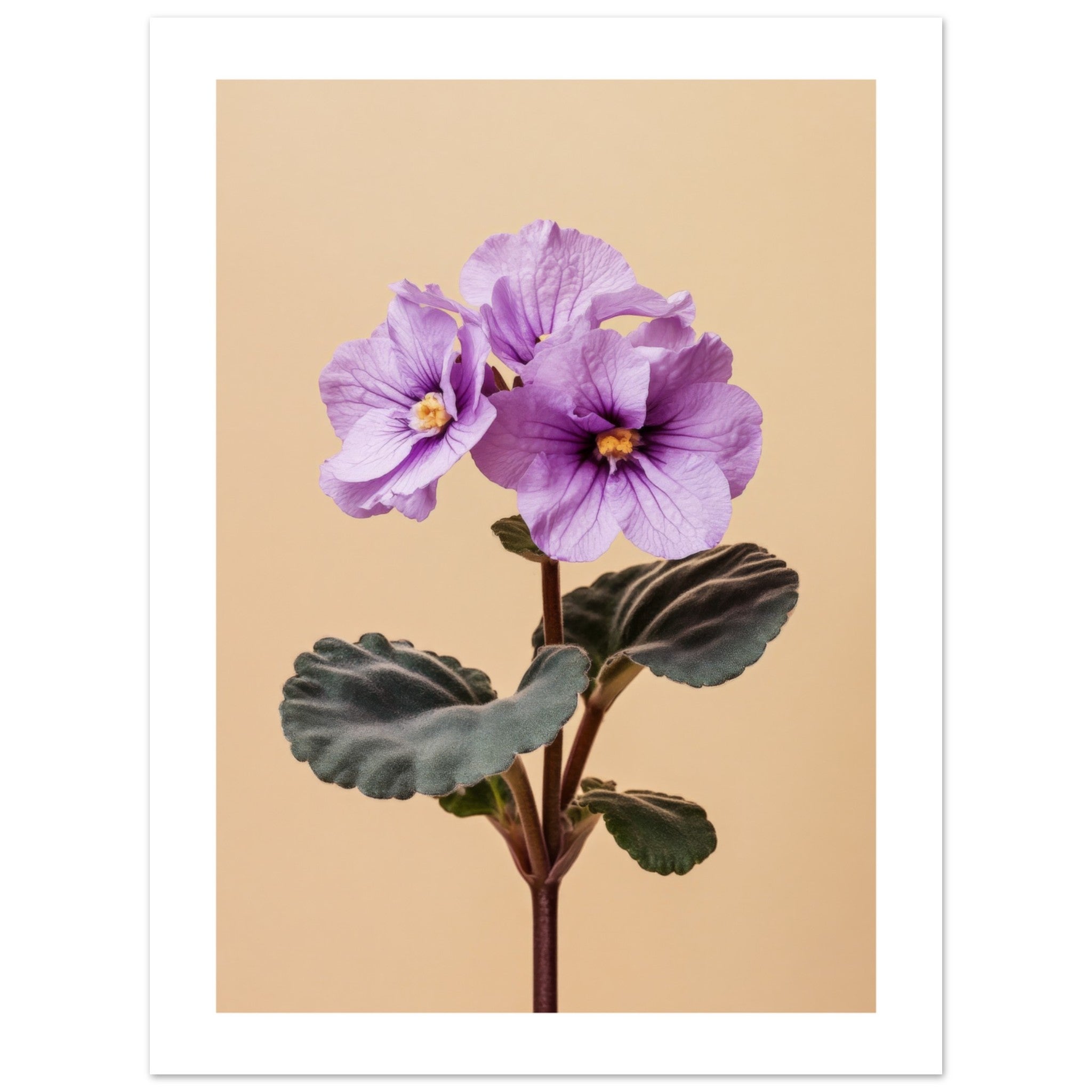 African Violet Saintpaulia