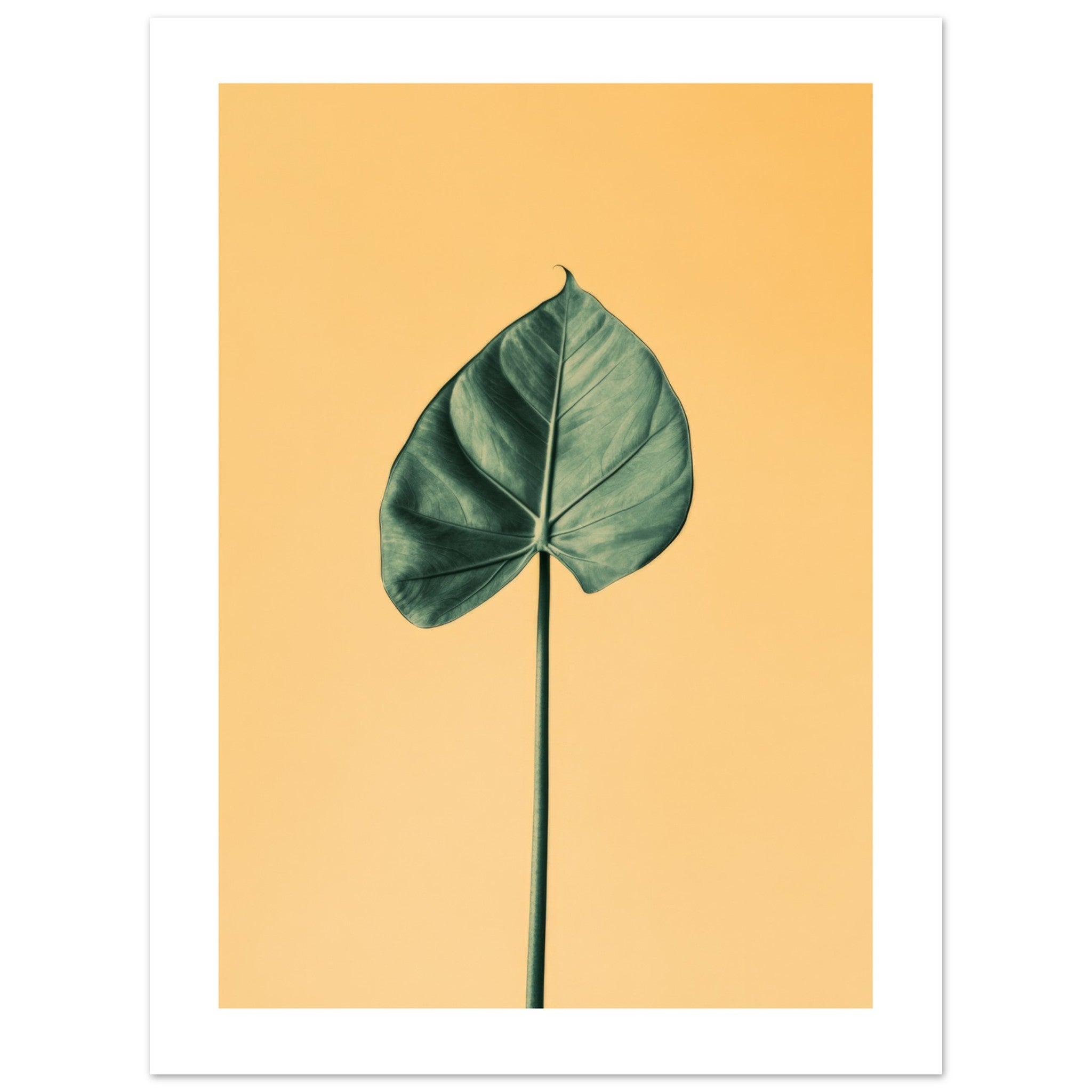 Alocasia 1